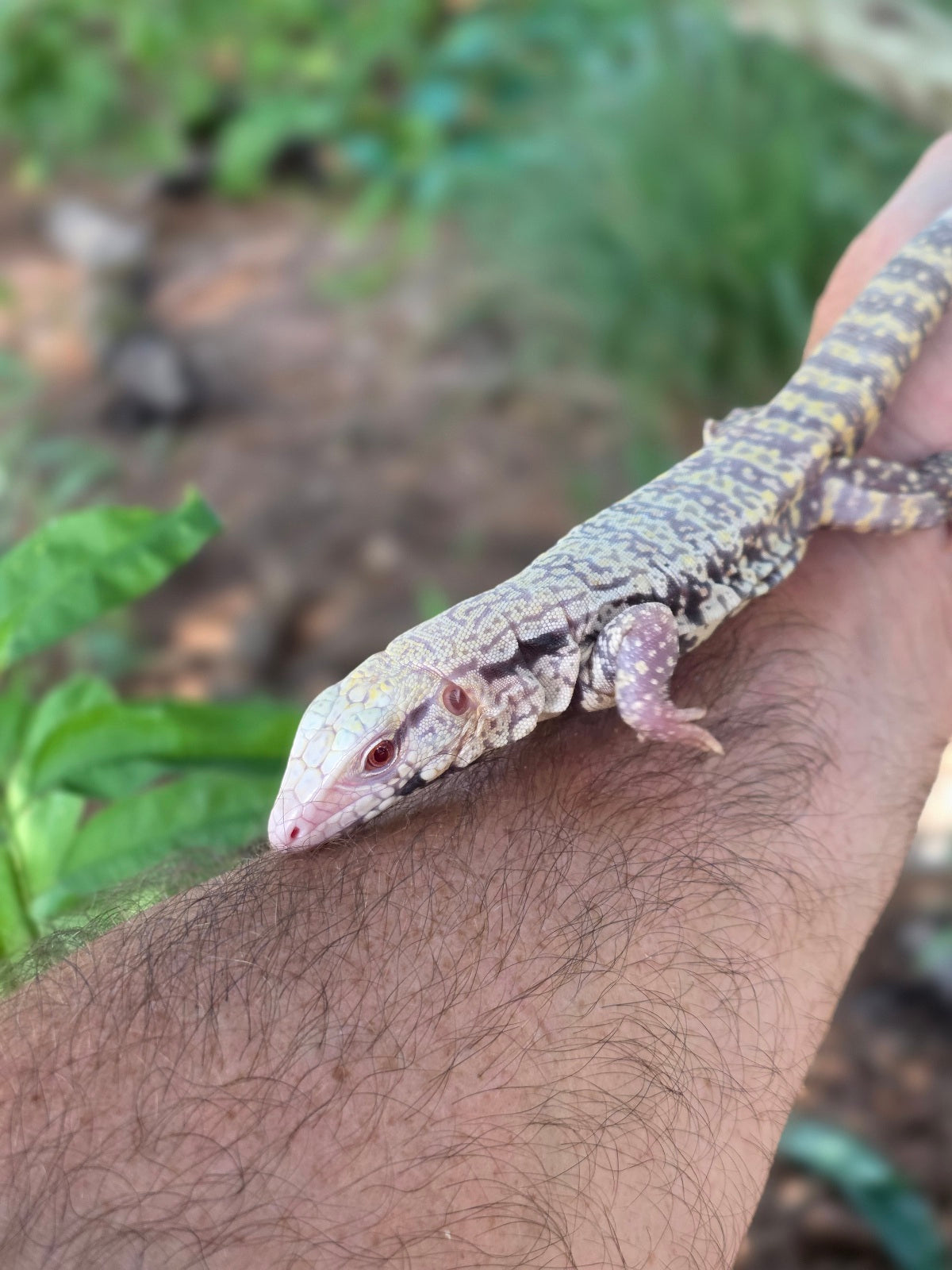 Blue Female Albino Tegu - JJ x Pearl
