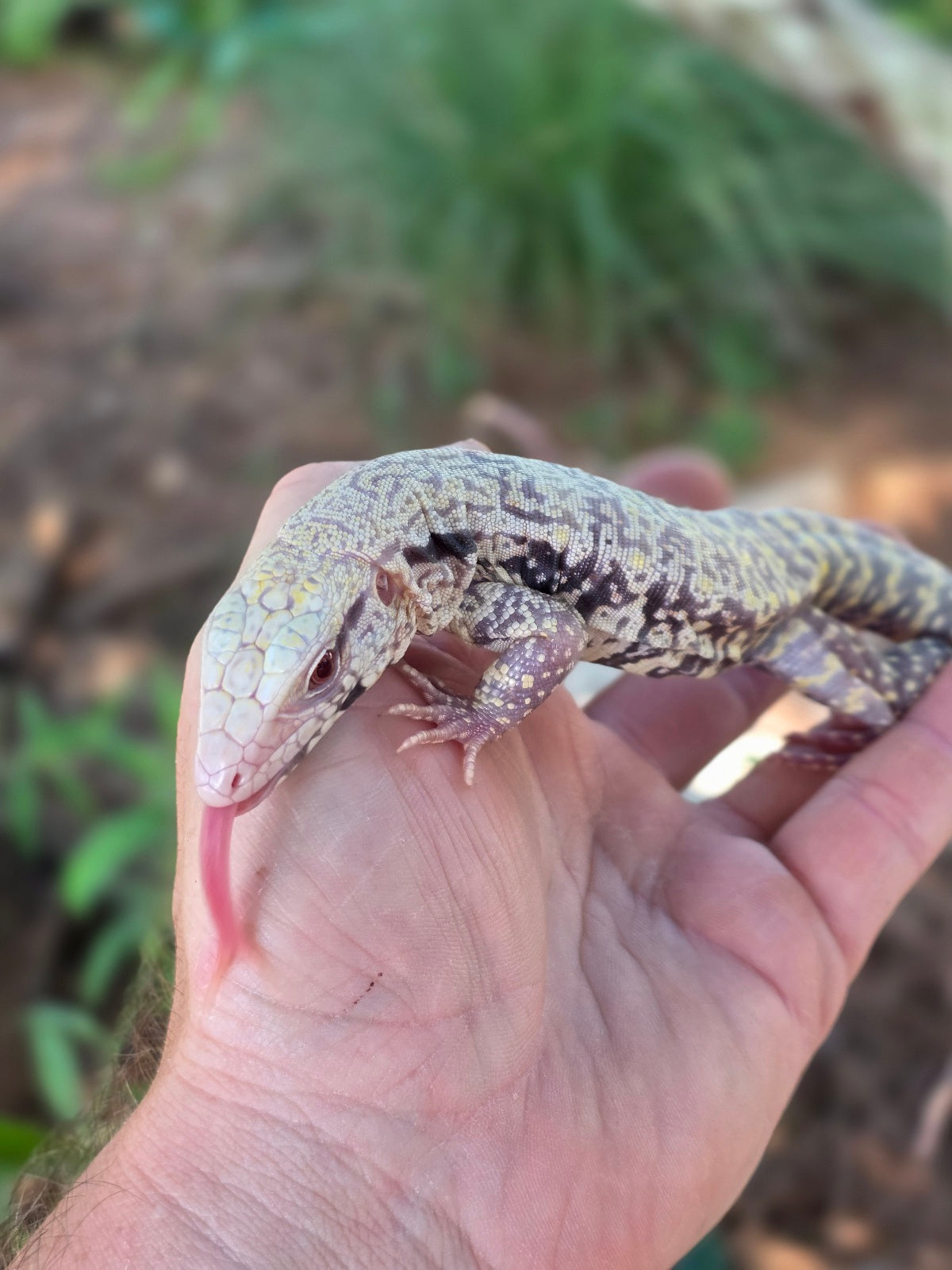 Blue Female Albino Tegu - JJ x Pearl