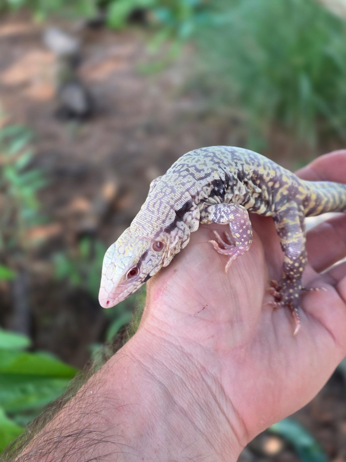 Blue Female Albino Tegu - JJ x Pearl