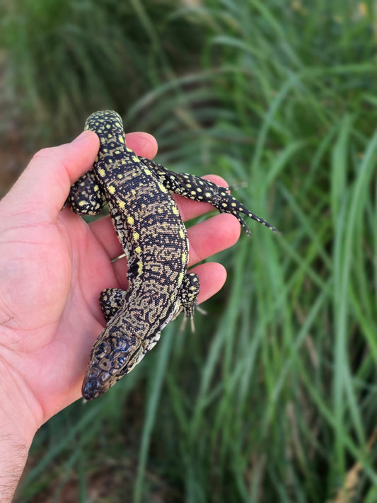 Female Blue Tegu - Stripes X Trixie