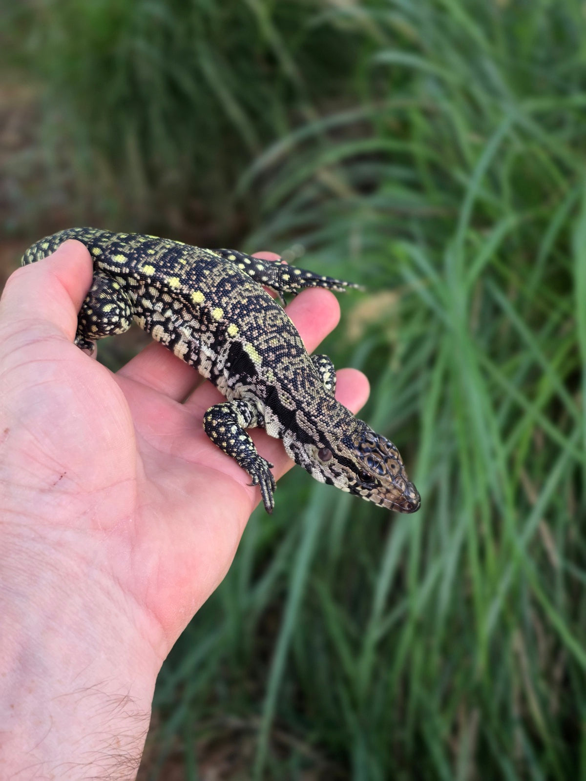 Female Blue Tegu - Stripes X Trixie