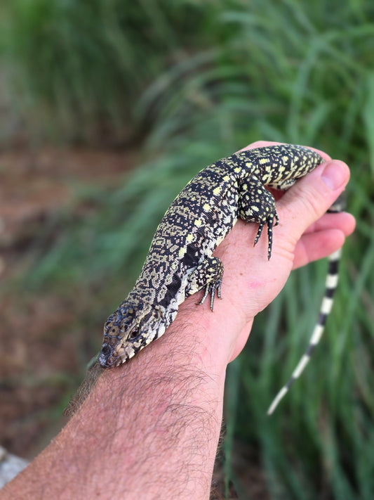 Female Blue Tegu - Stripes X Trixie