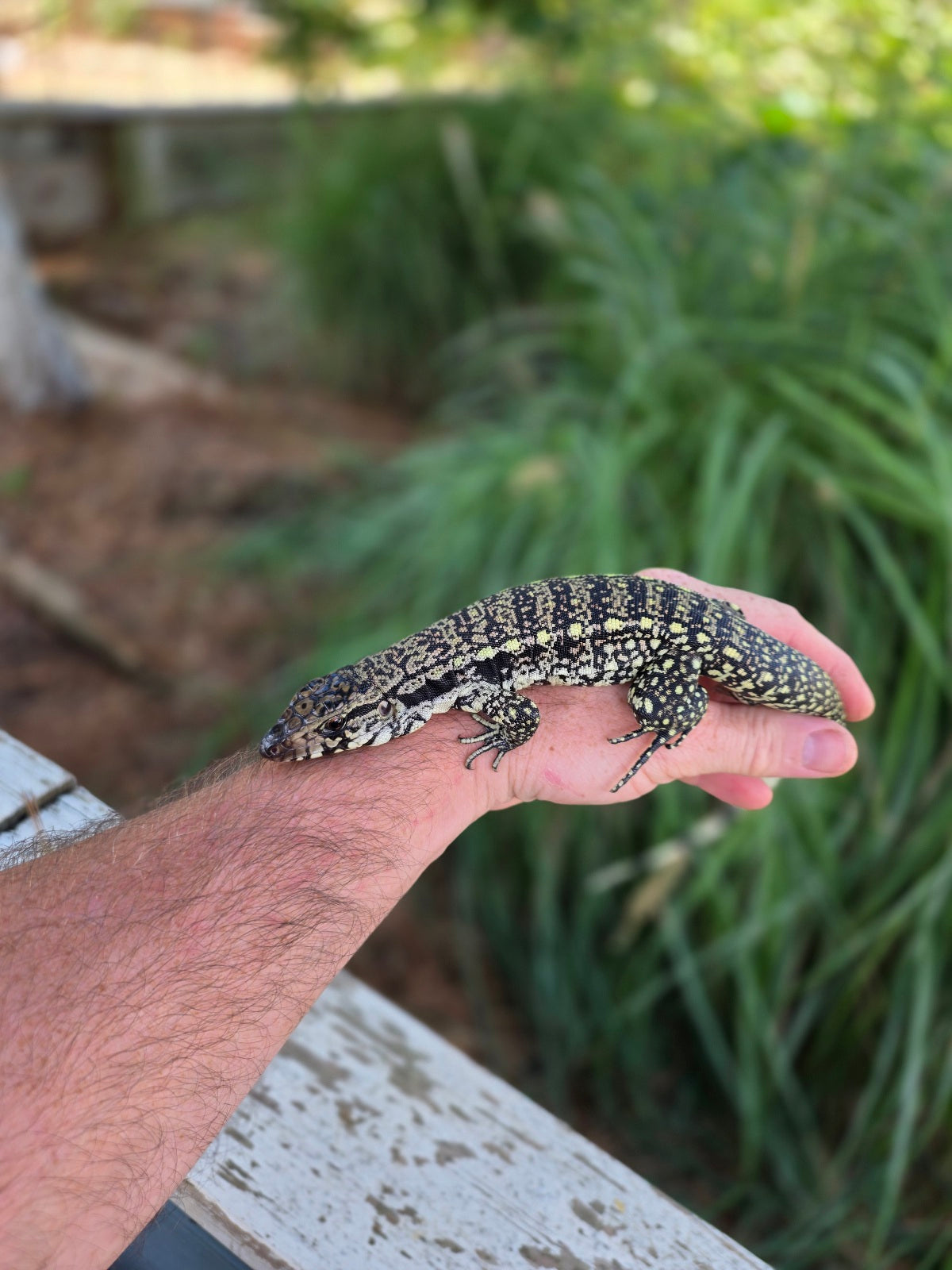 Female Blue Tegu - Stripes X Trixie