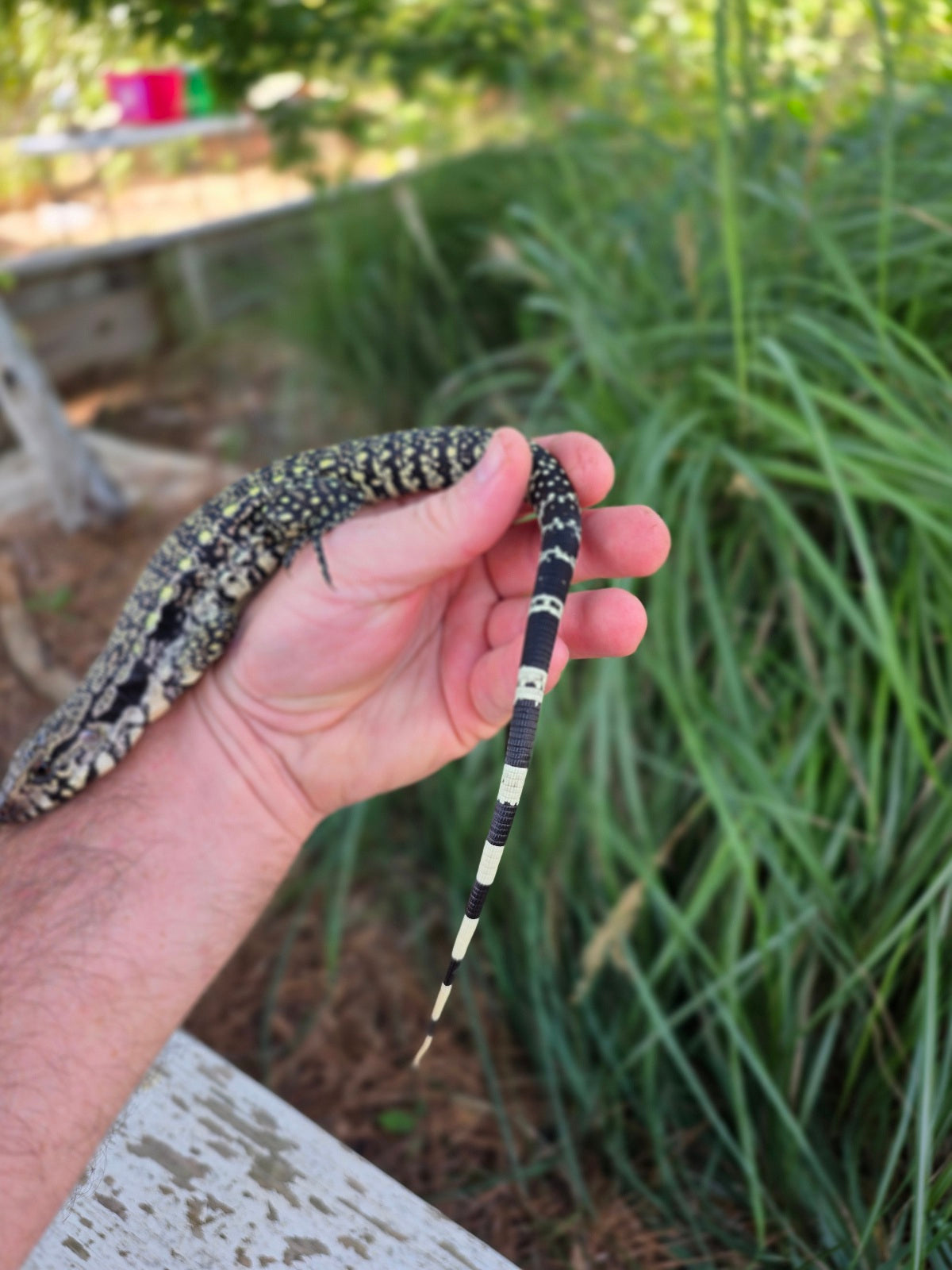 Female Blue Tegu - Stripes X Trixie