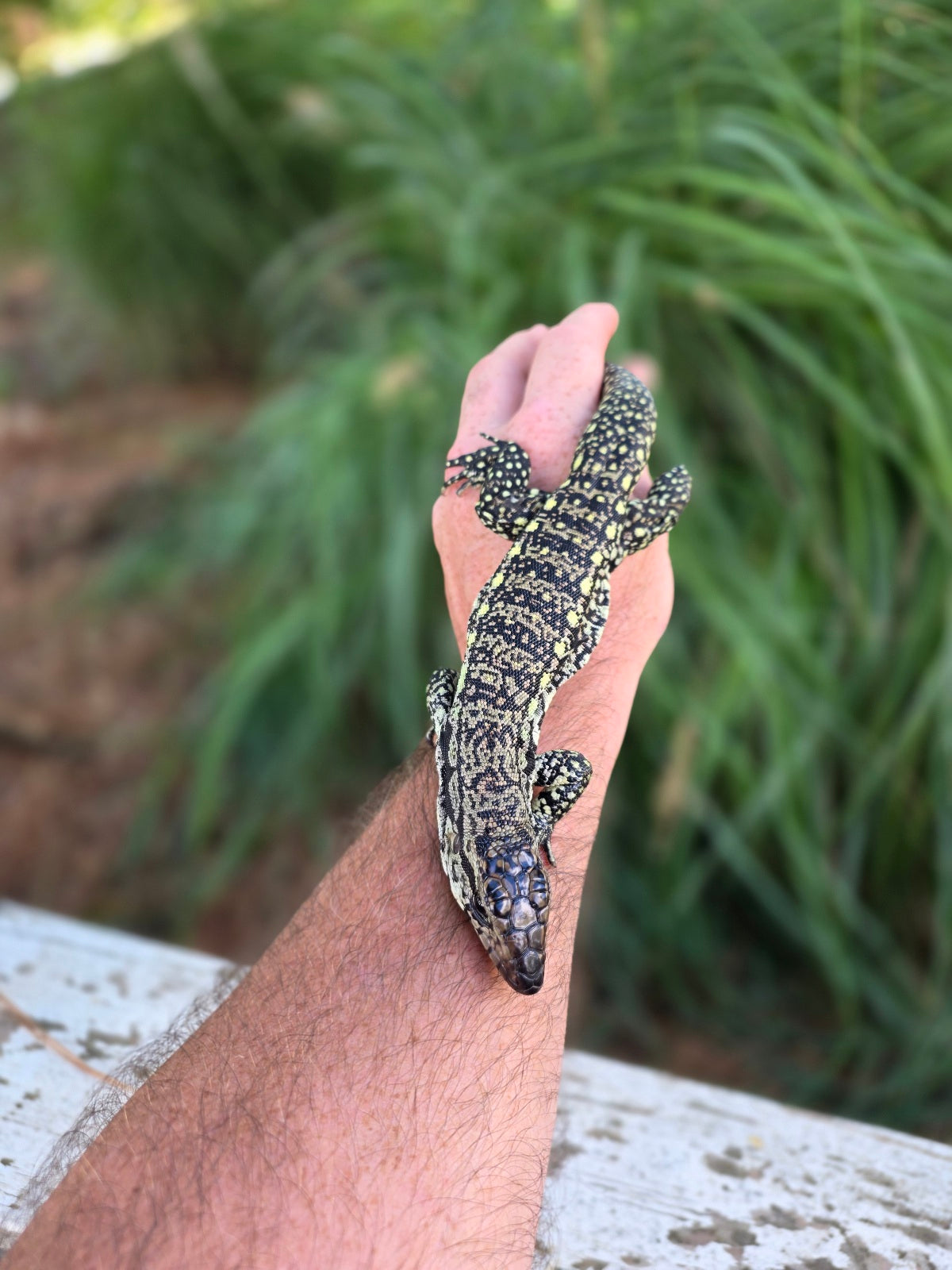 Female Blue Tegu - Stripes X Trixie