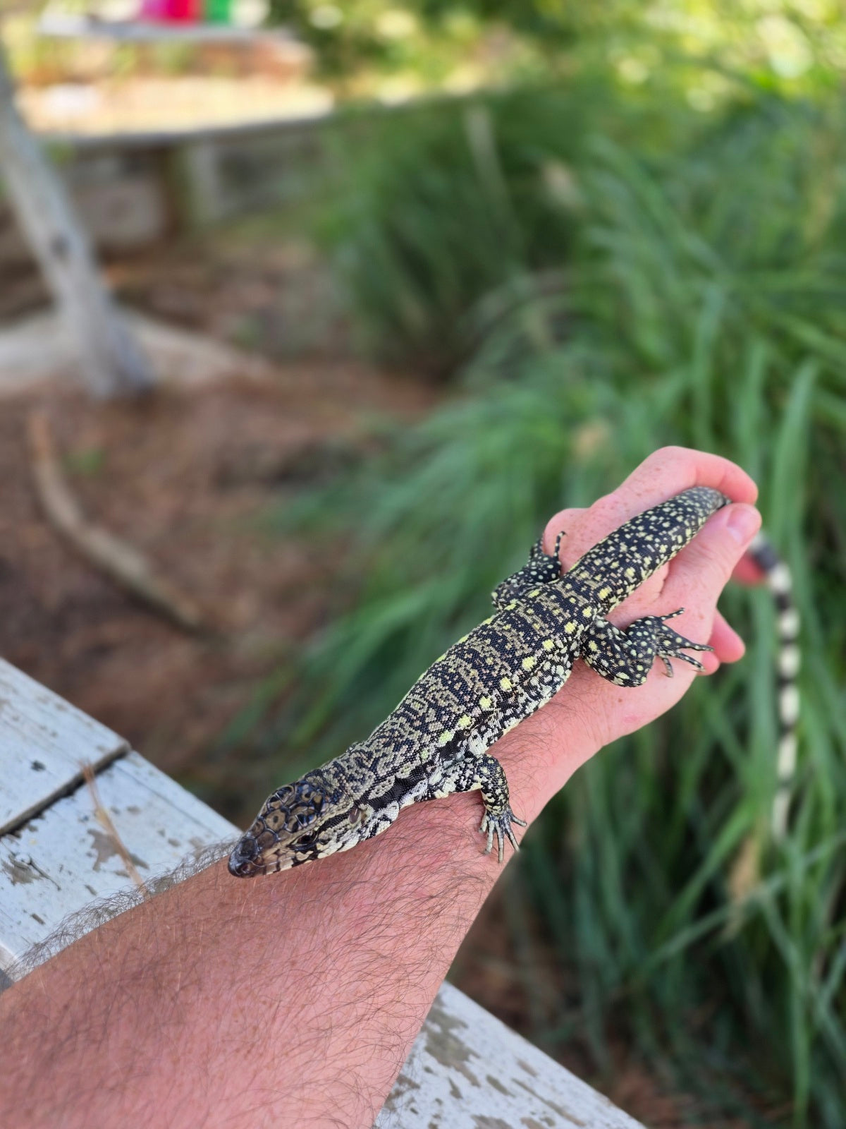 Female Blue Tegu - Stripes X Trixie