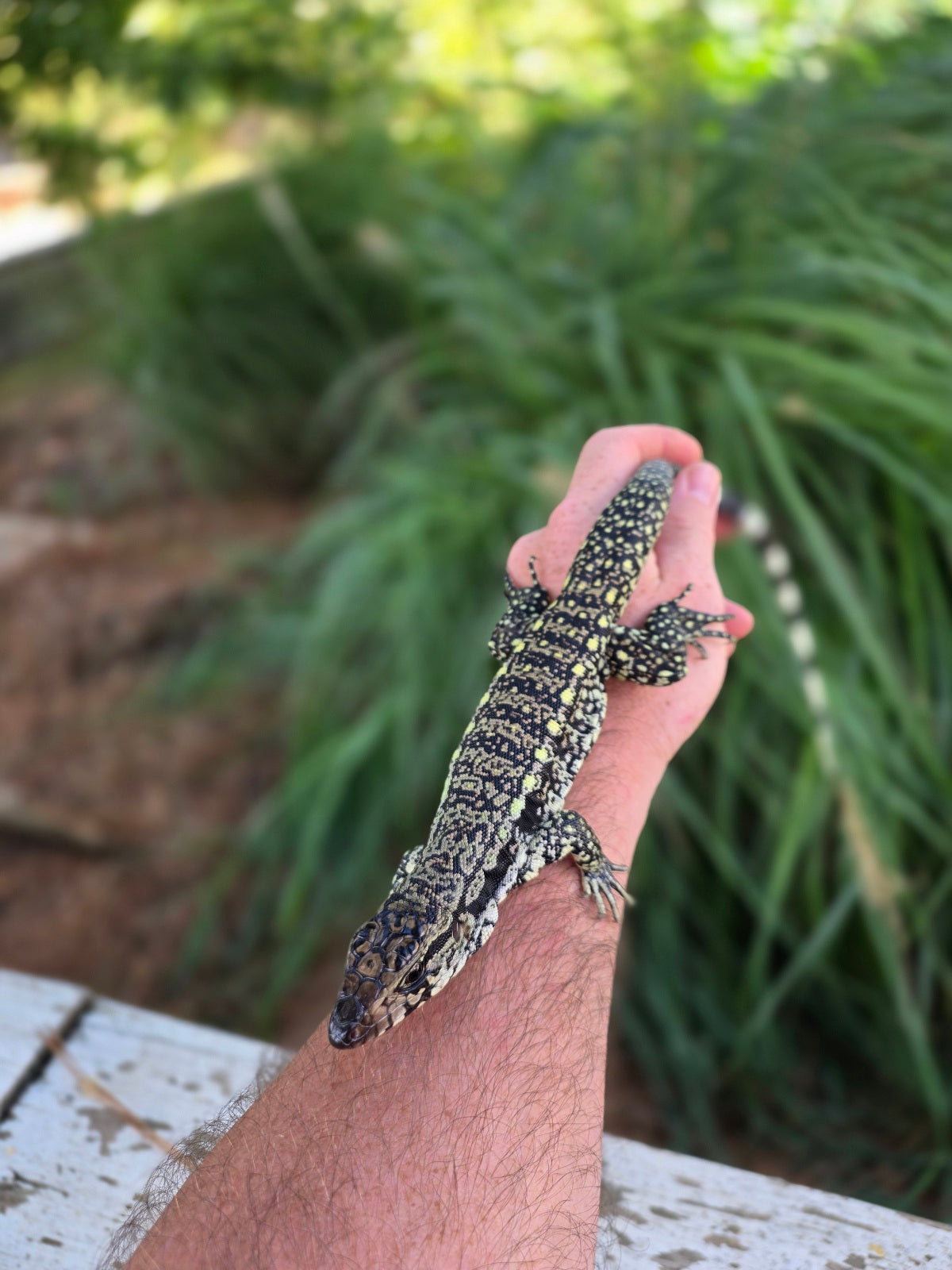 Female Blue Tegu - Stripes X Trixie