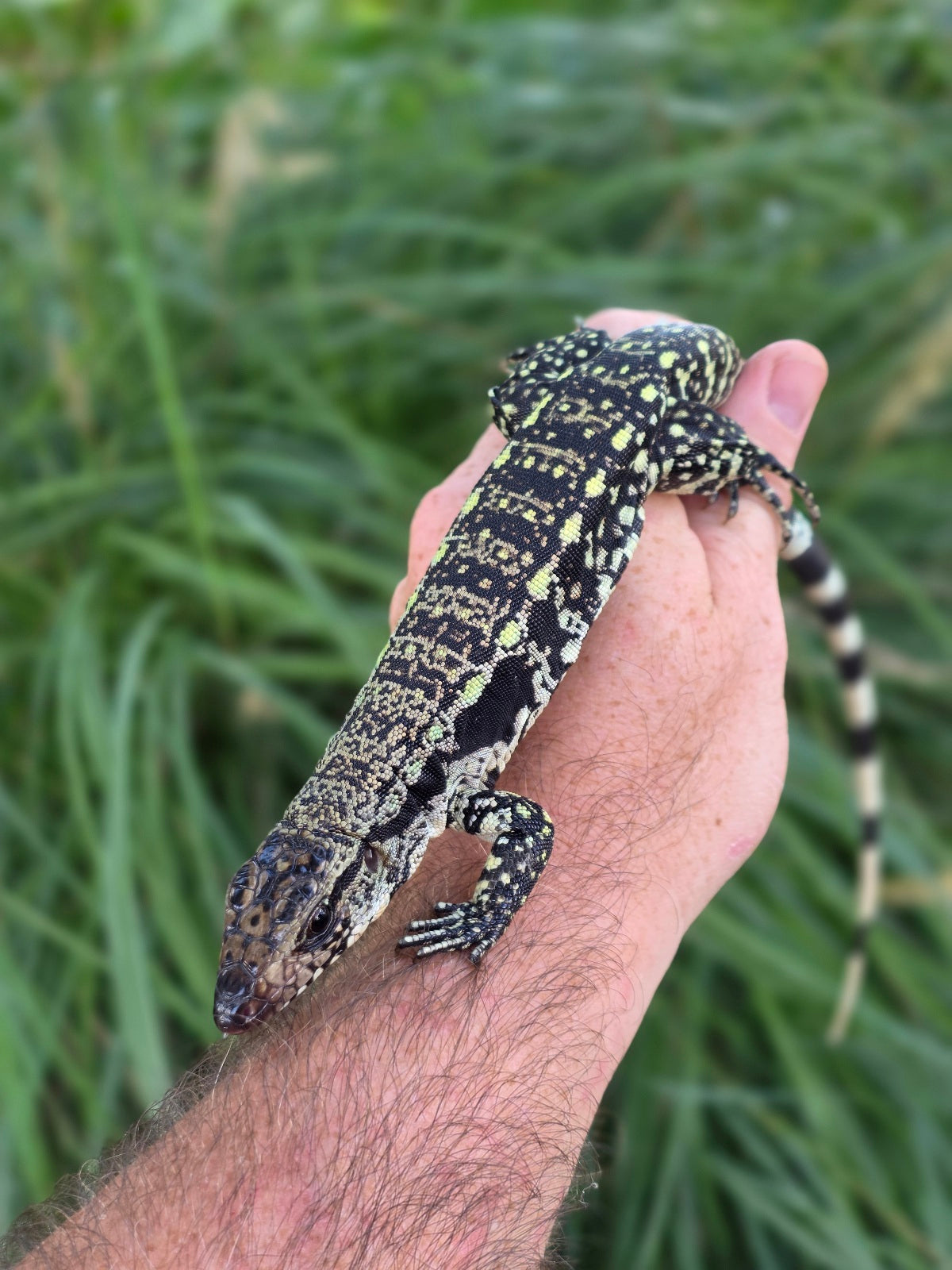 Female Blue Tegu - Stripes X Trixie
