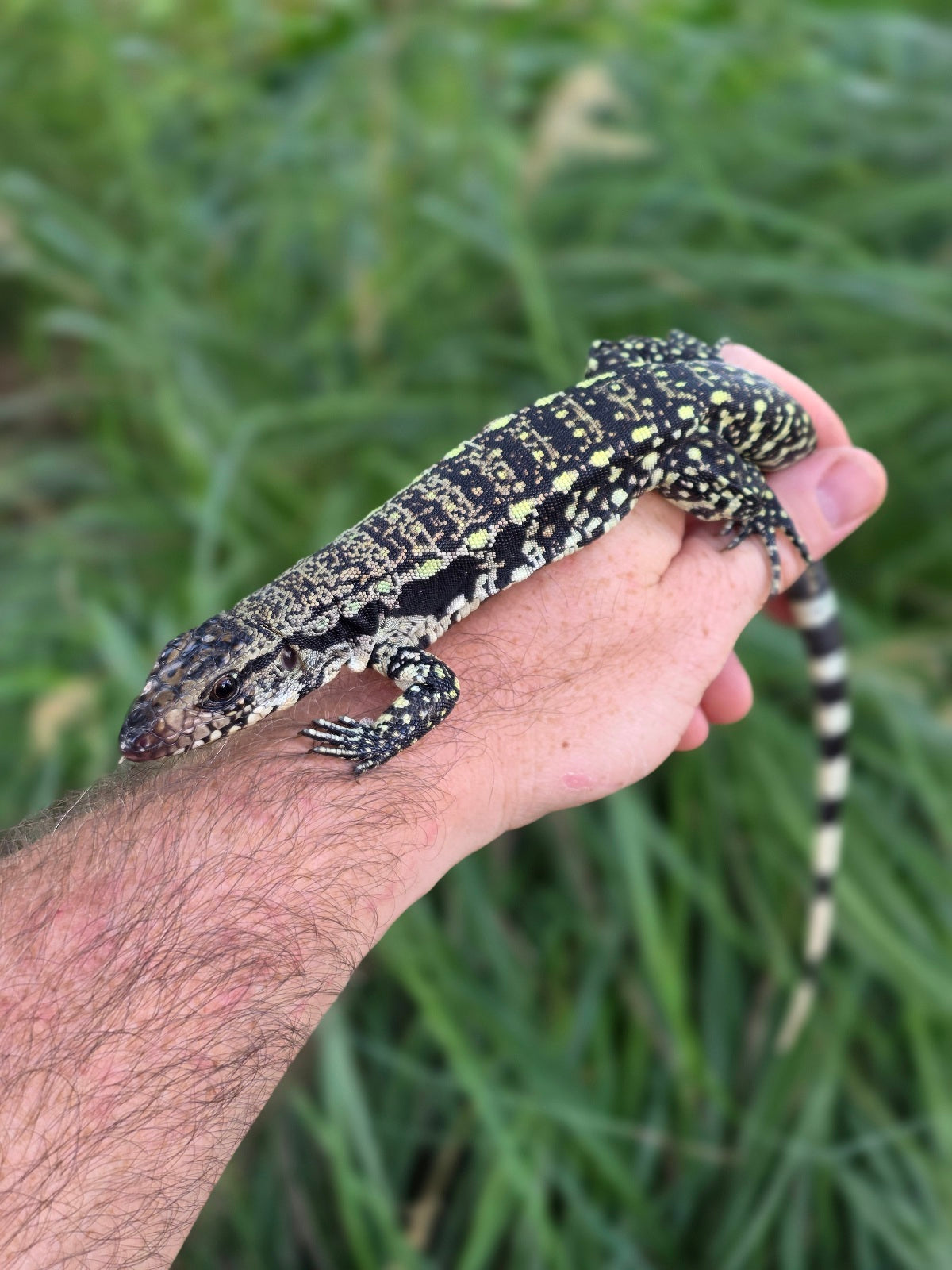Female Blue Tegu - Stripes X Trixie