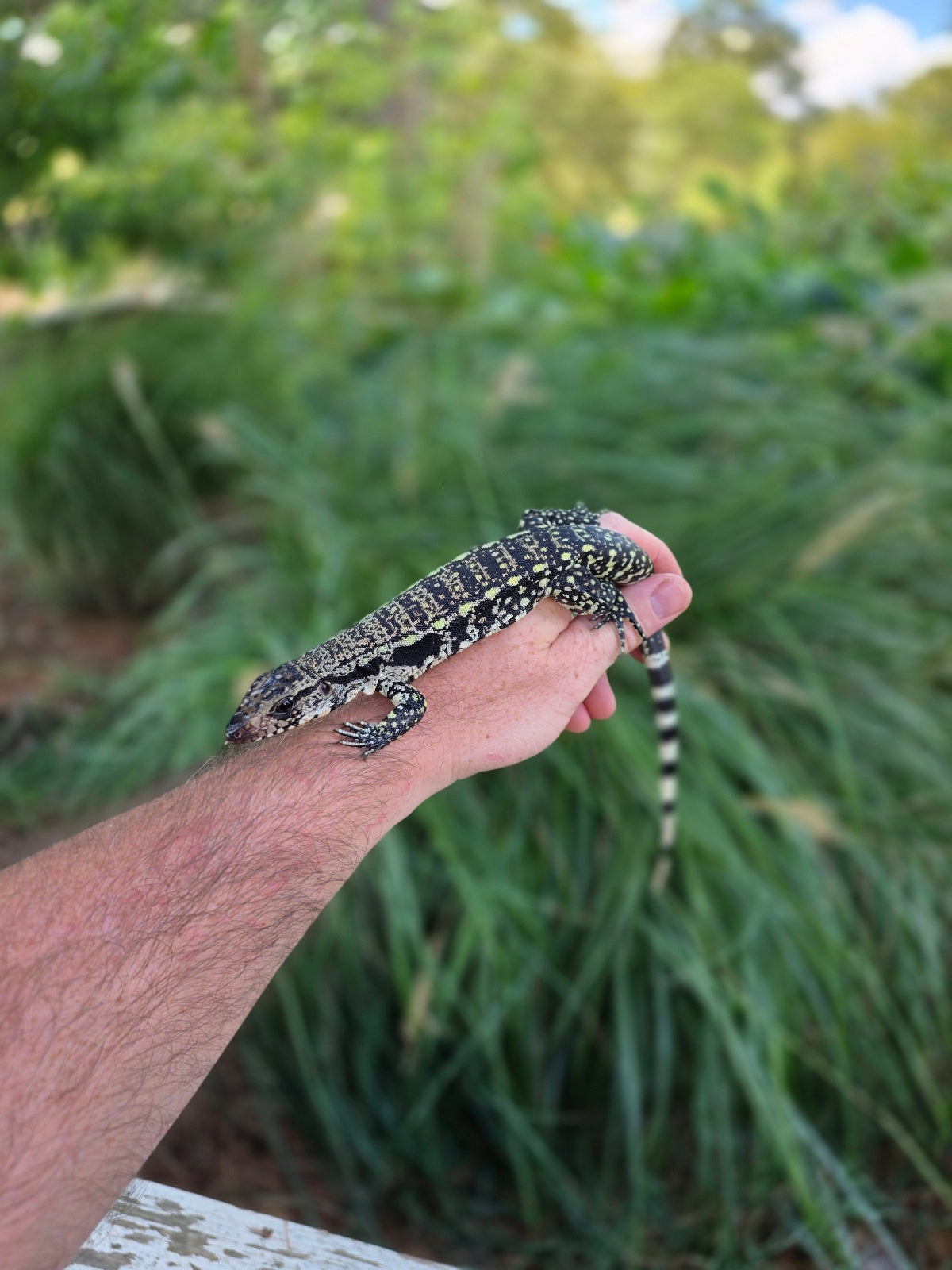 Female Blue Tegu - Stripes X Trixie