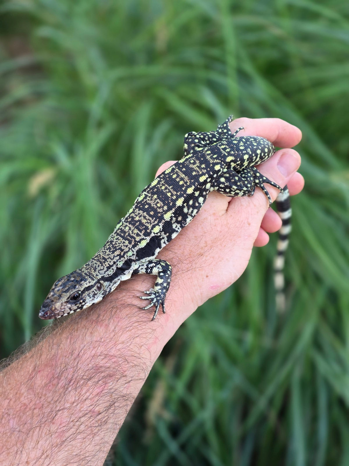 Female Blue Tegu - Stripes X Trixie