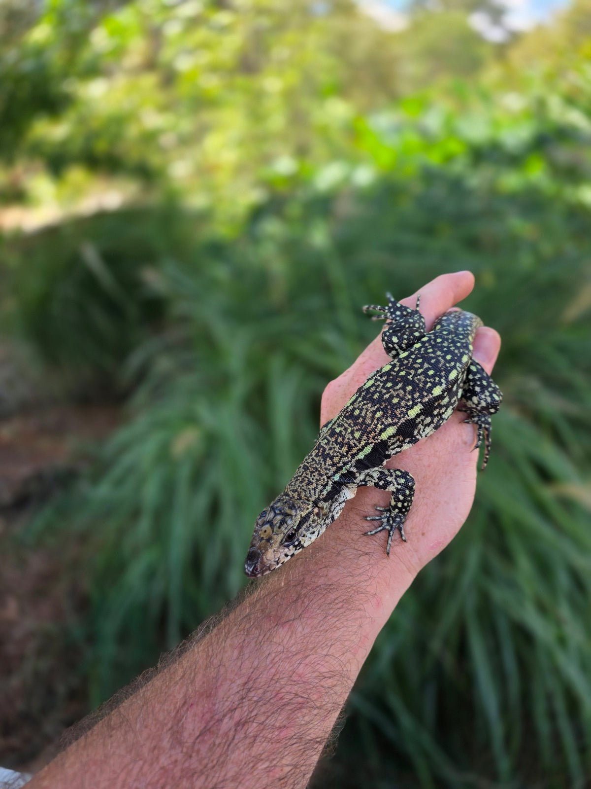 Male Blue Tegu - Stripes X Trixie