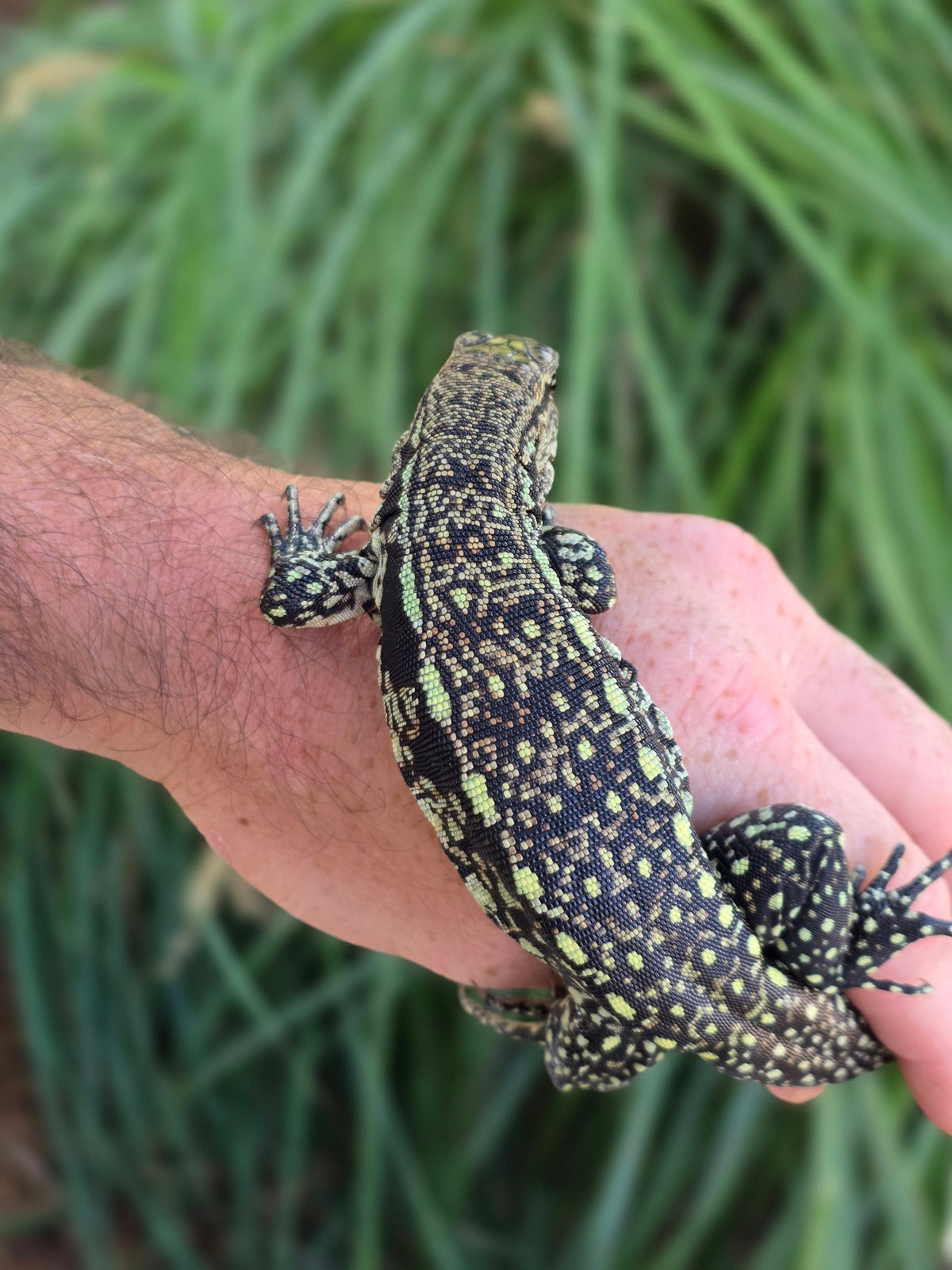 Male Blue Tegu - Stripes X Trixie