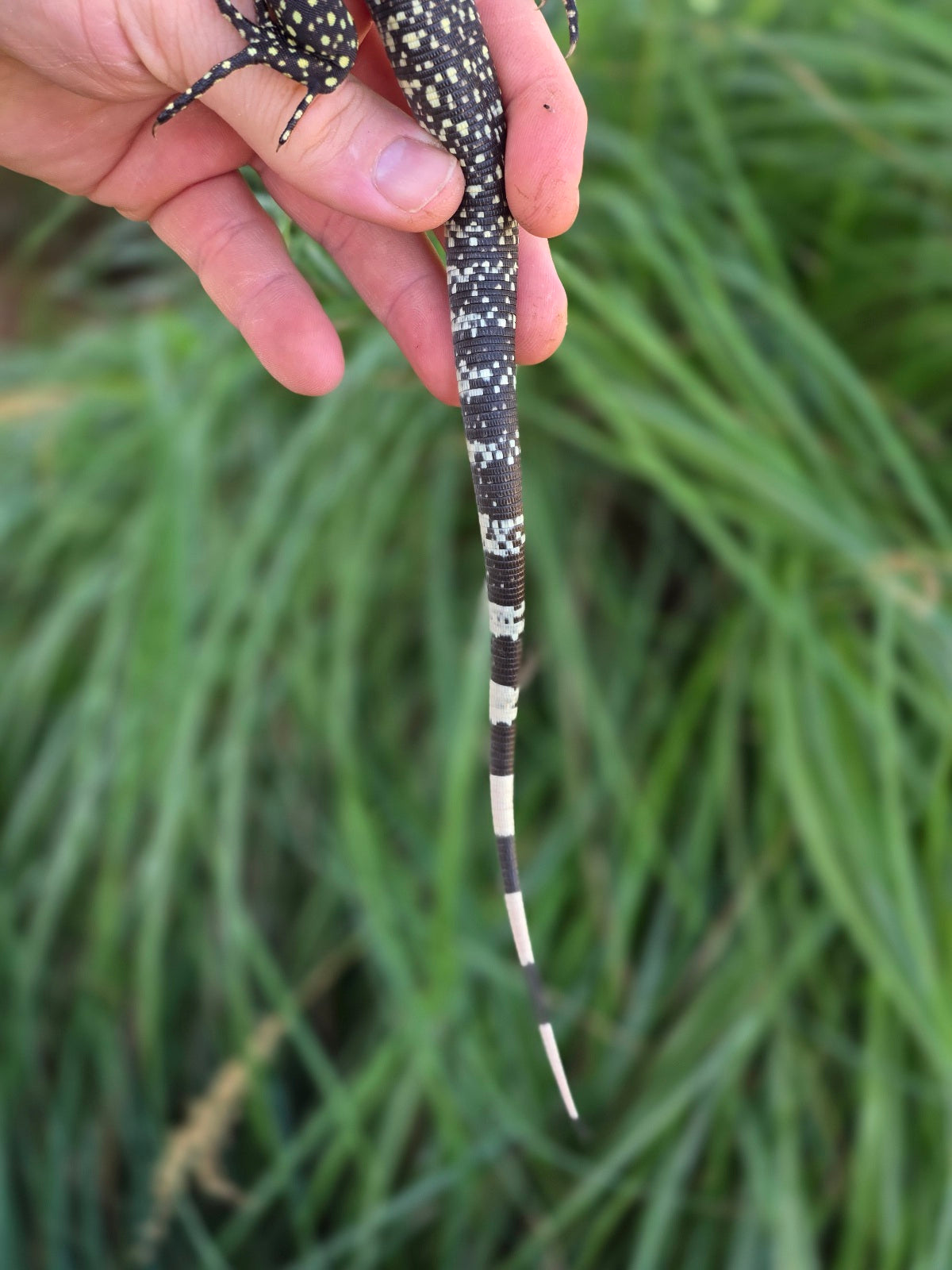 Male Blue Tegu - Stripes X Trixie