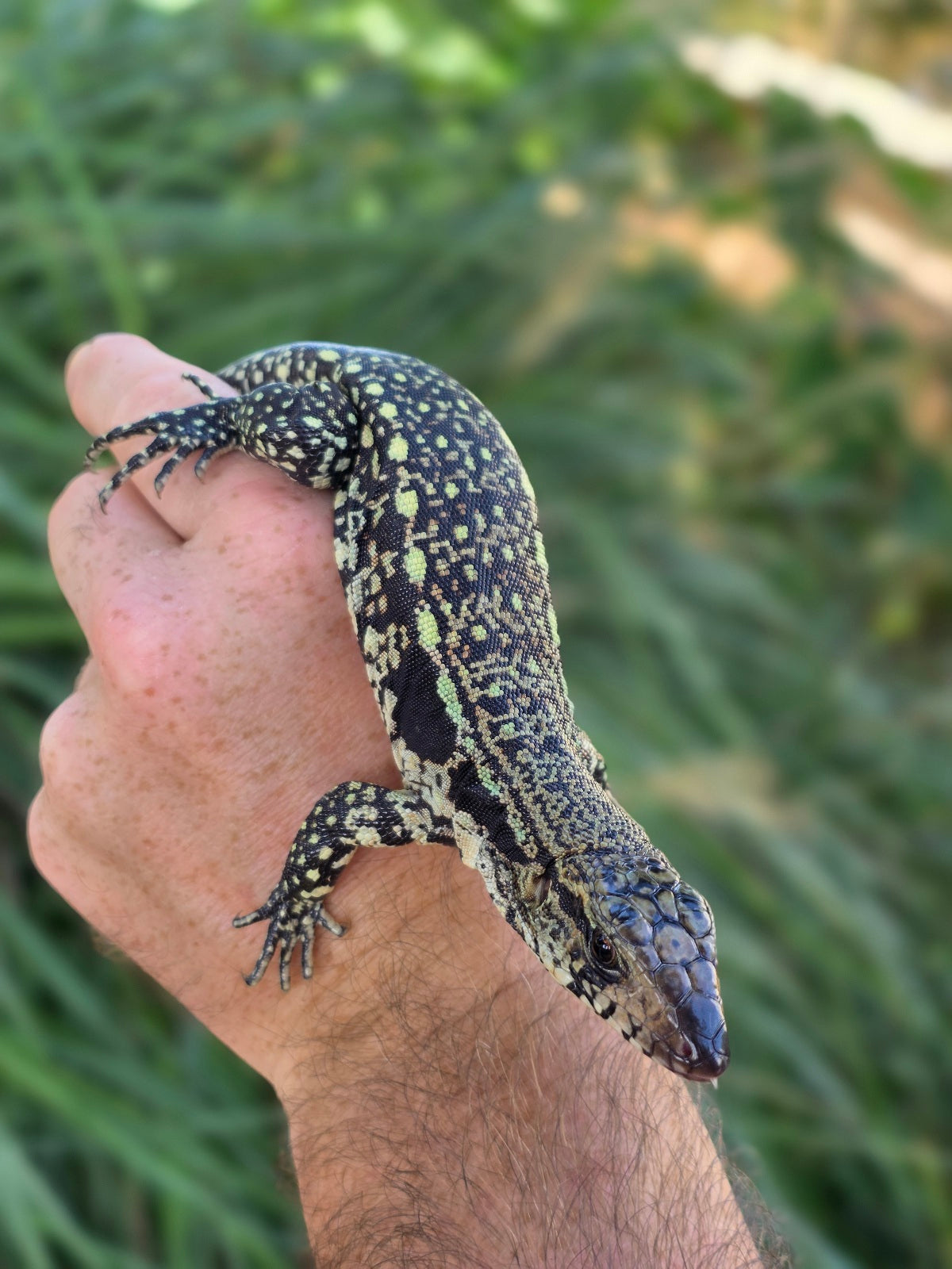 Male Blue Tegu - Stripes X Trixie