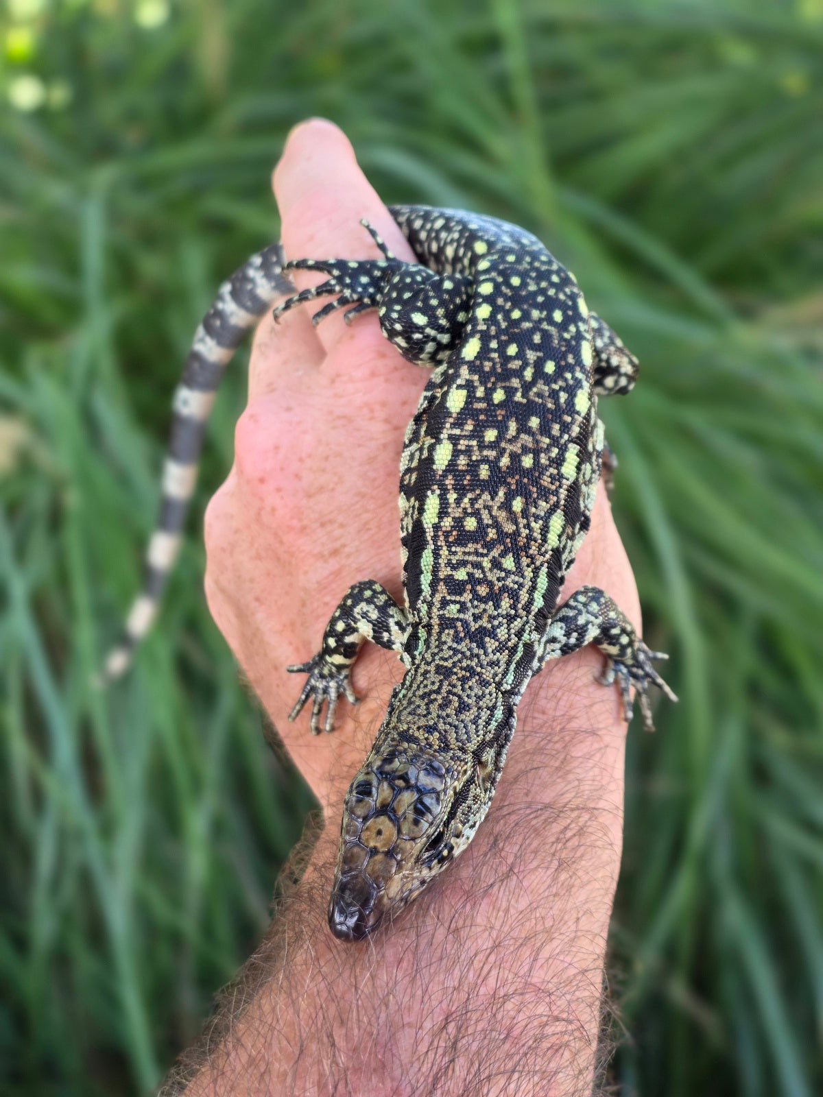 Male Blue Tegu - Stripes X Trixie