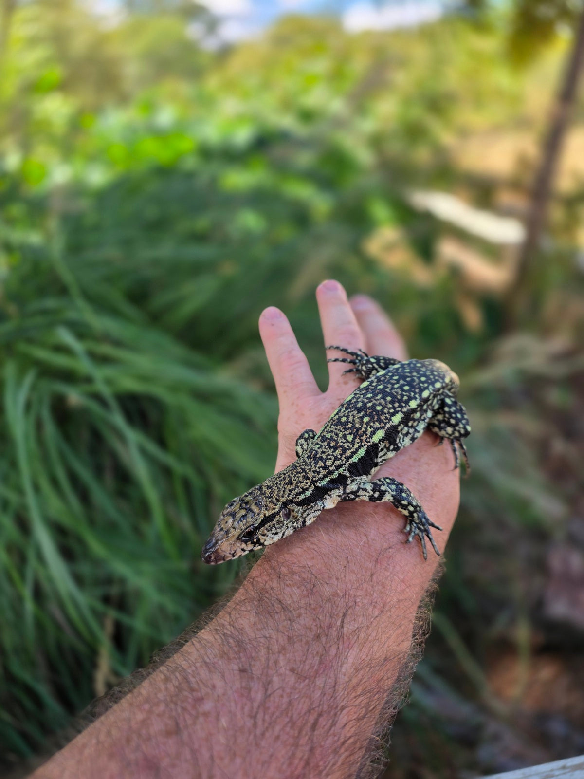Male Blue Tegu - Stripes X Trixie