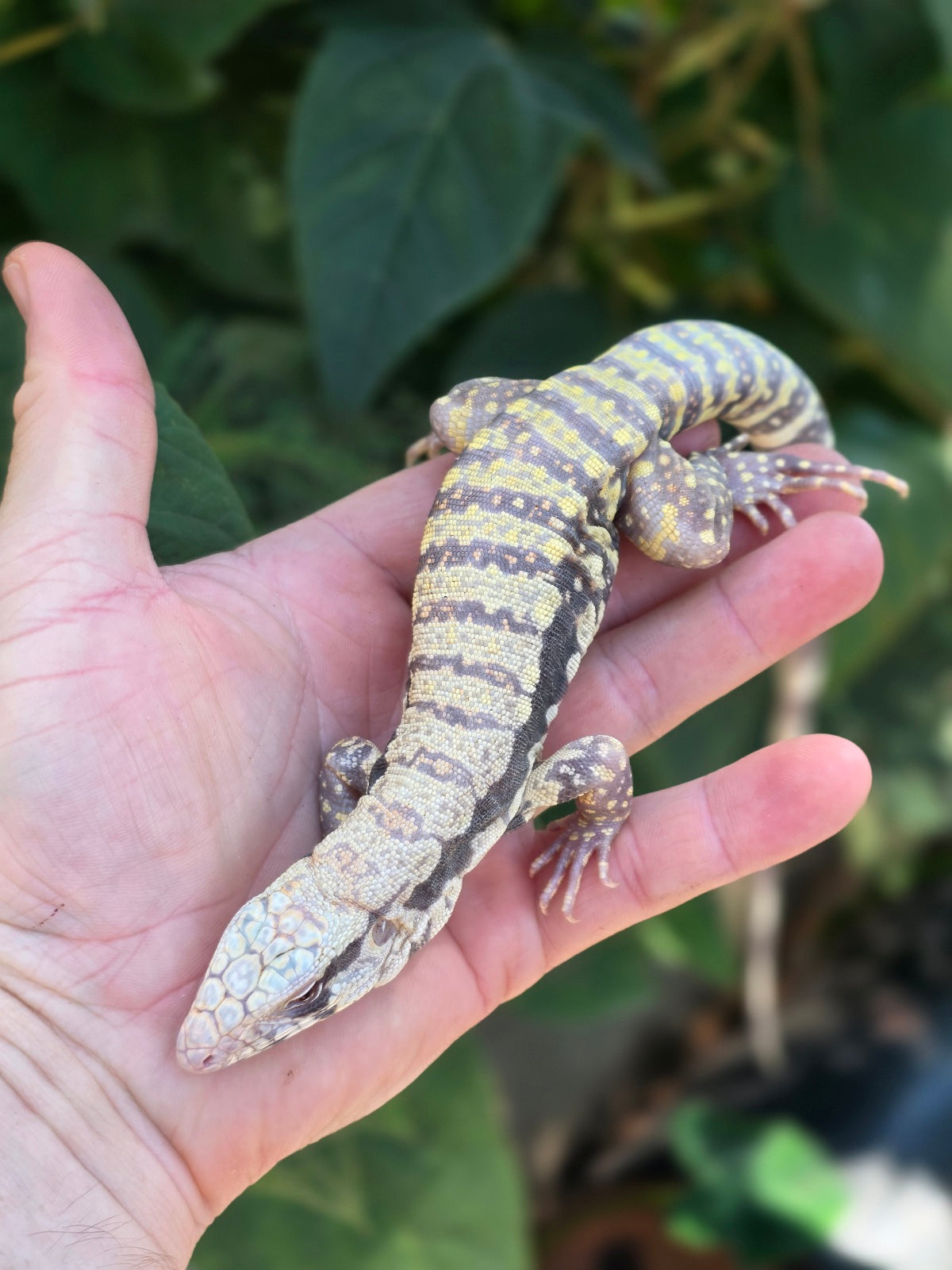Female Blue Albino Tegu- Tsunami x Luna