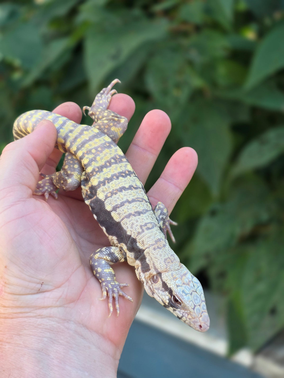 Female Blue Albino Tegu- Tsunami x Luna