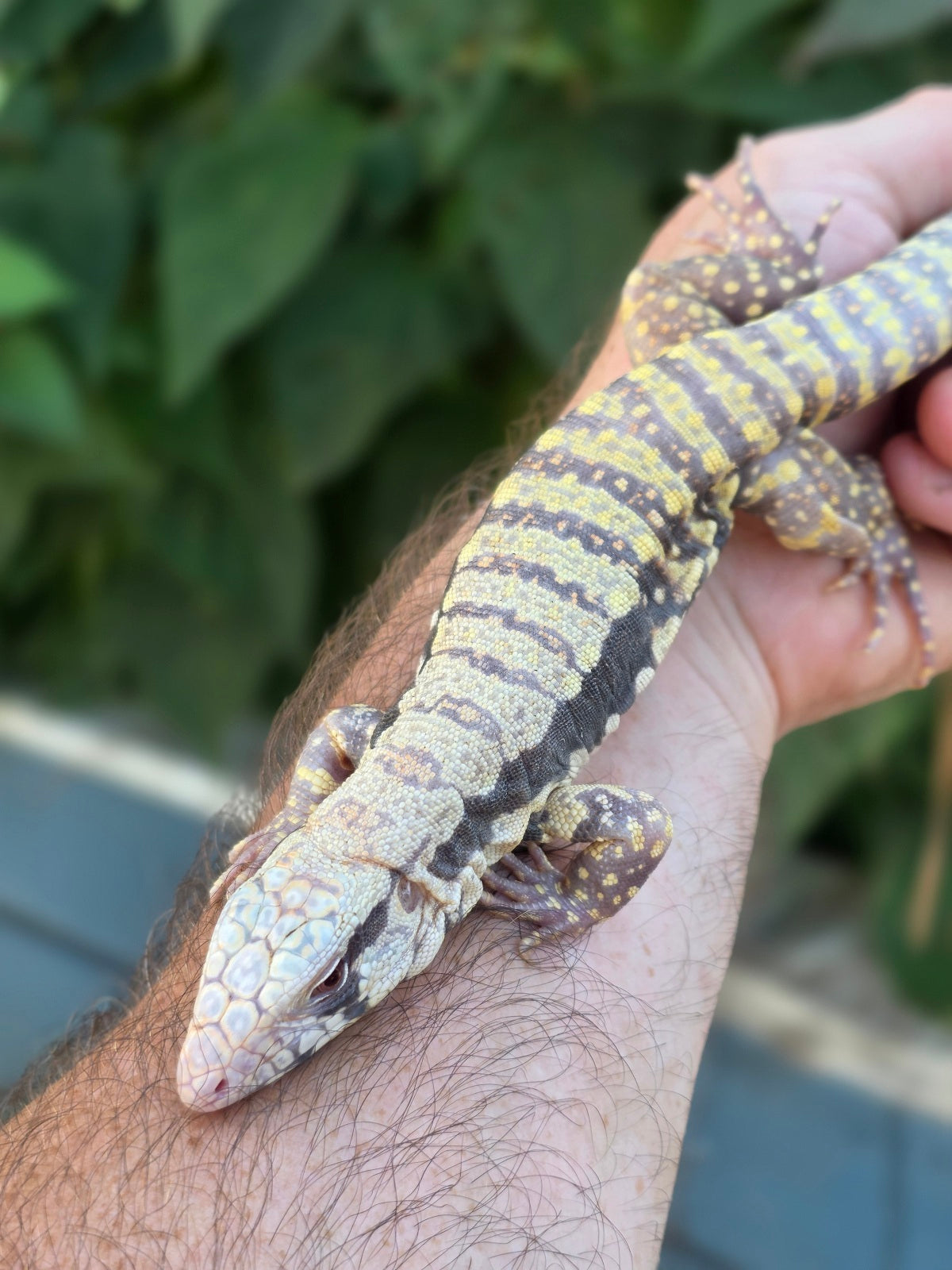 Female Blue Albino Tegu- Tsunami x Luna