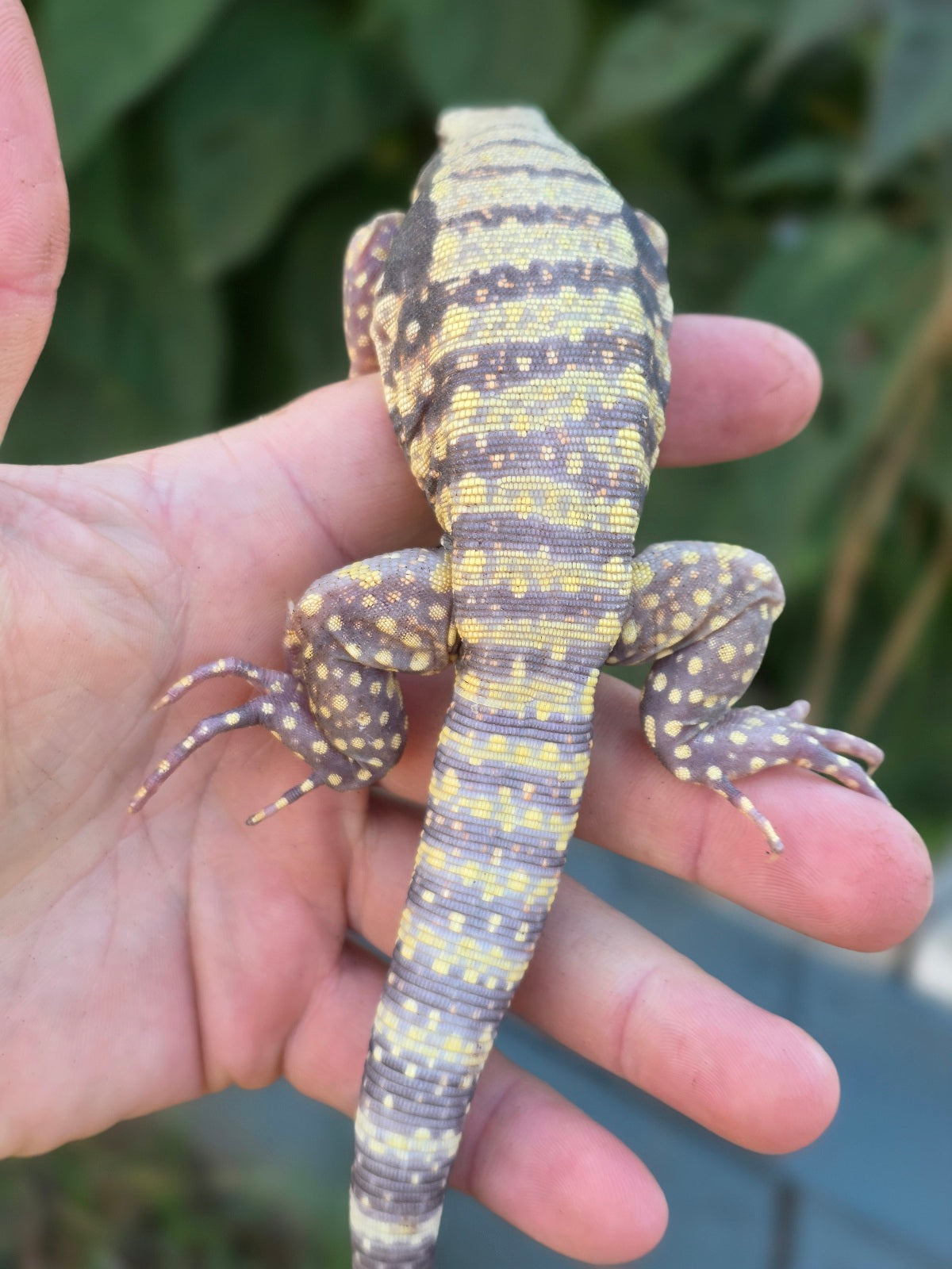 Female Blue Albino Tegu- Tsunami x Luna
