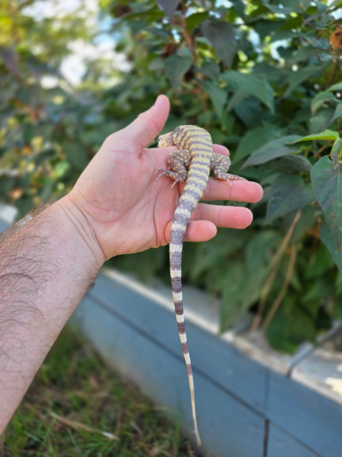 Female Blue Albino Tegu- Tsunami x Luna