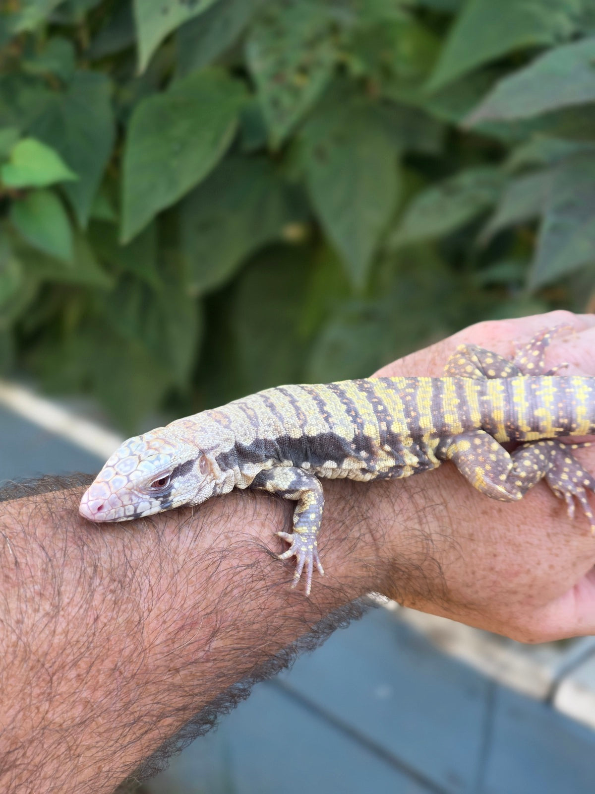 Female Blue Albino Tegu- Tsunami x Luna