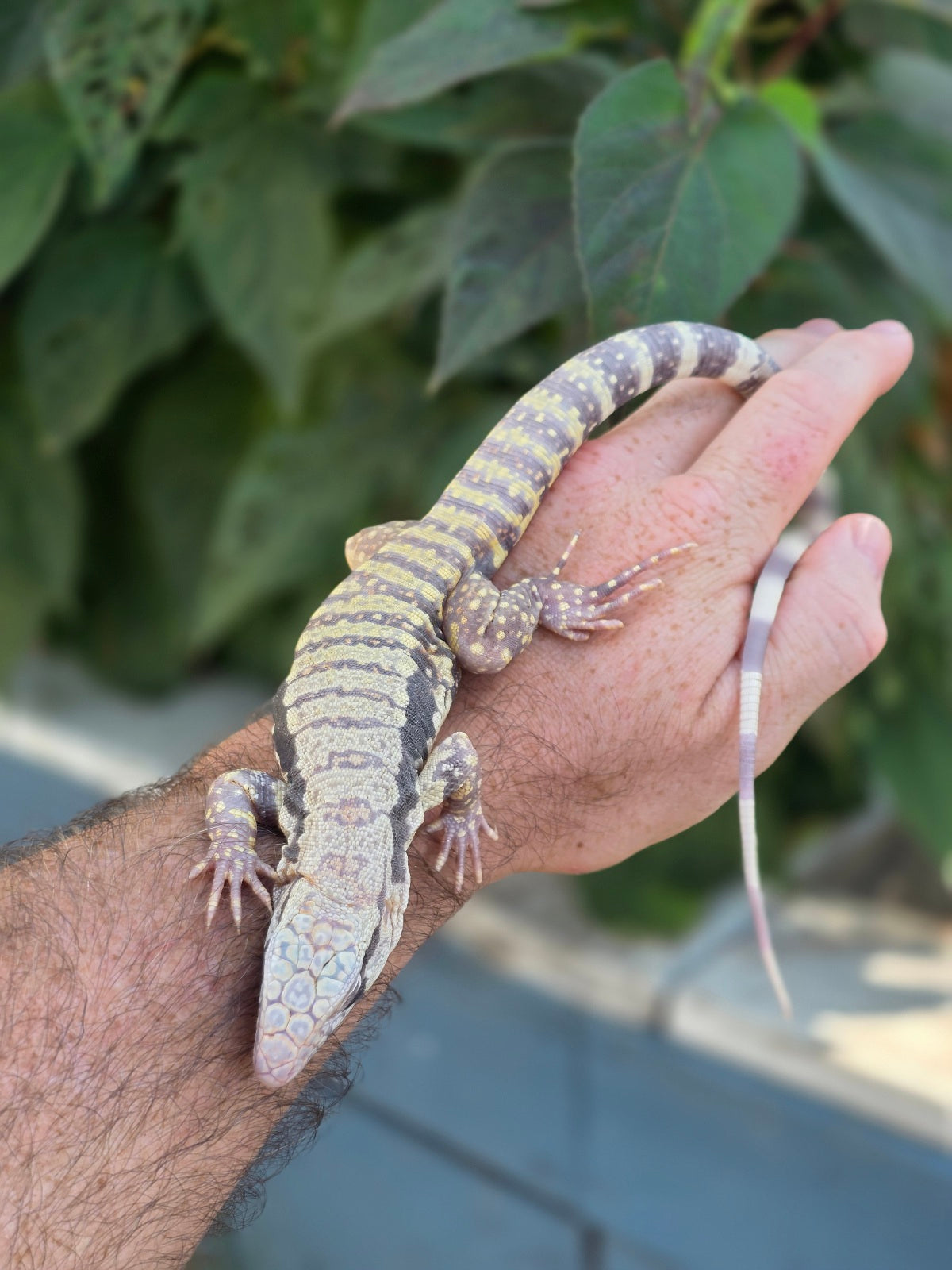 Female Blue Albino Tegu- Tsunami x Luna