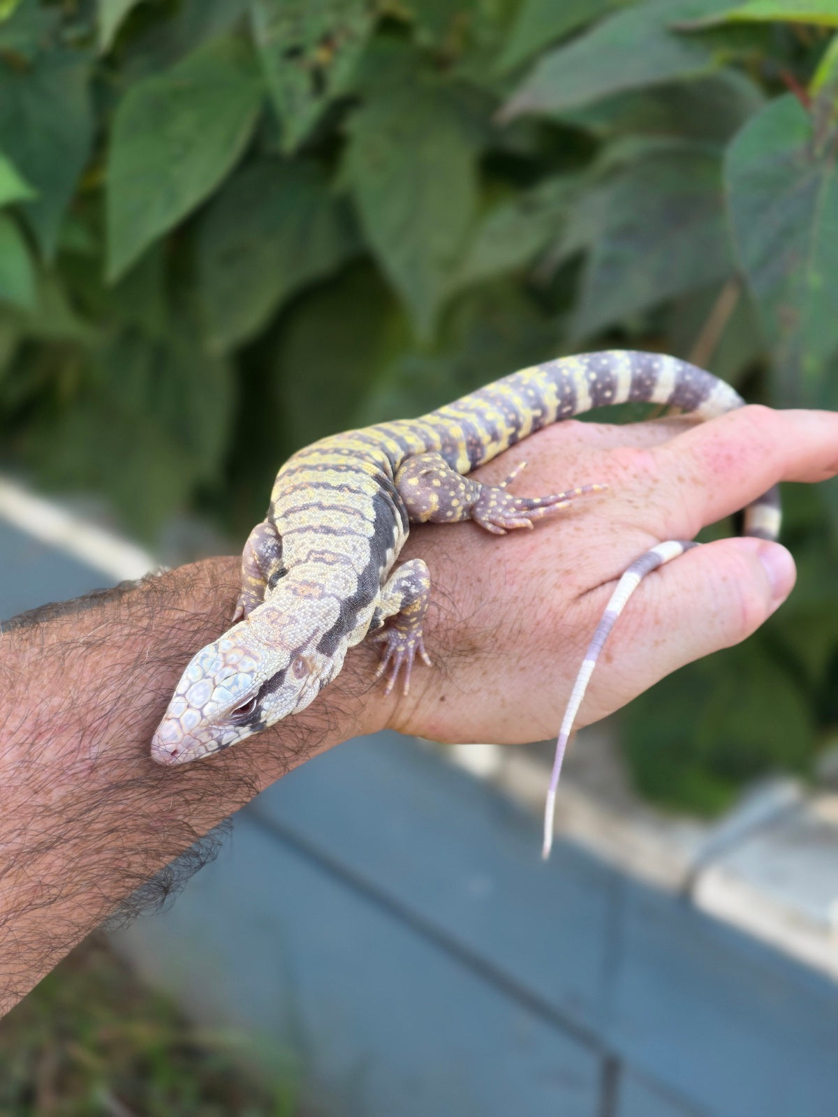 Female Blue Albino Tegu- Tsunami x Luna
