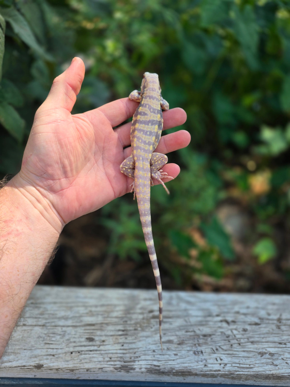 Male Blue Albino Tegu- Tsunami x Luna