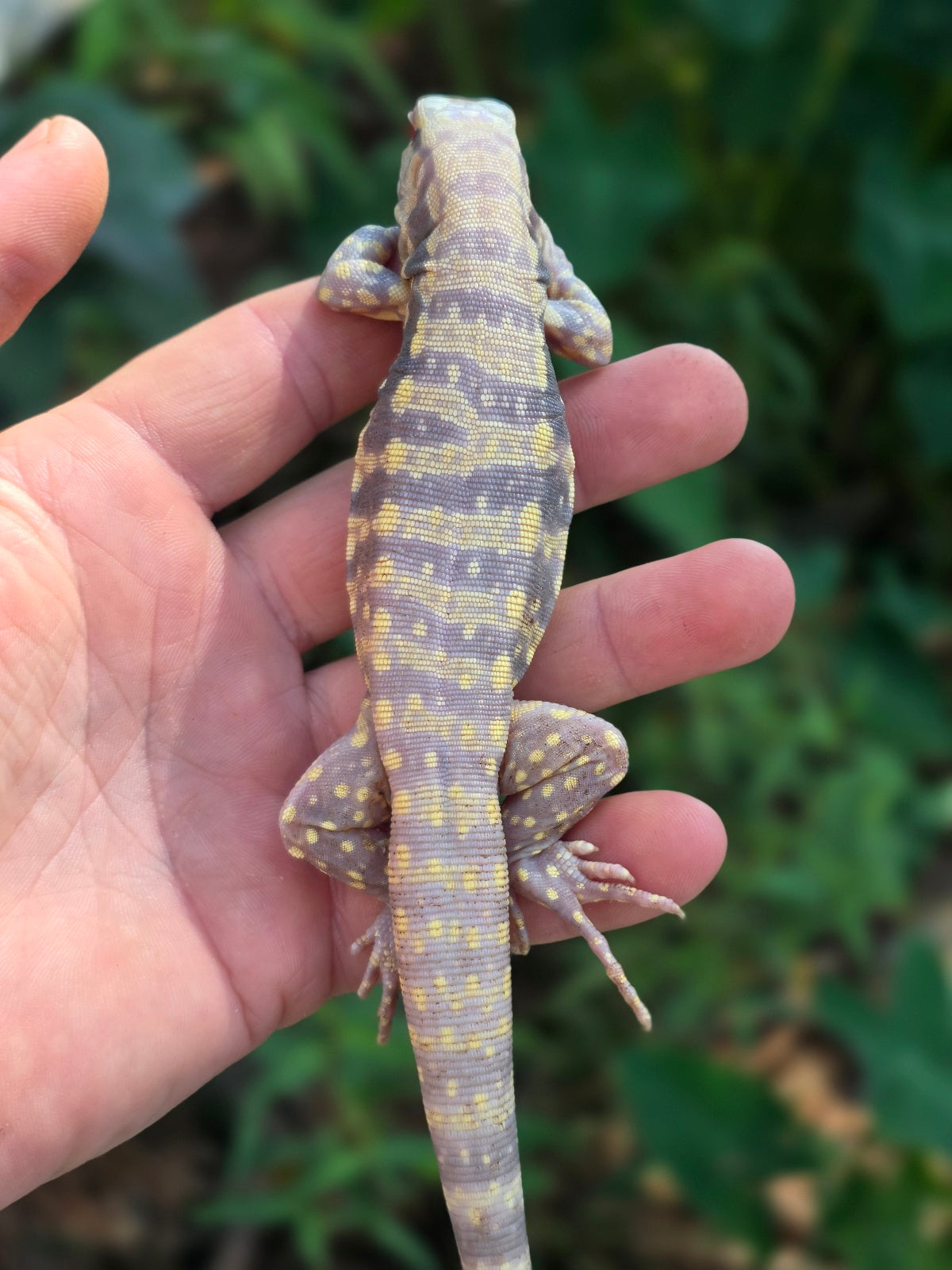 Male Blue Albino Tegu- Tsunami x Luna