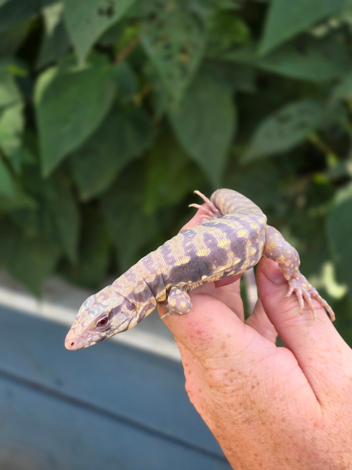 Male Blue Albino Tegu- Tsunami x Luna