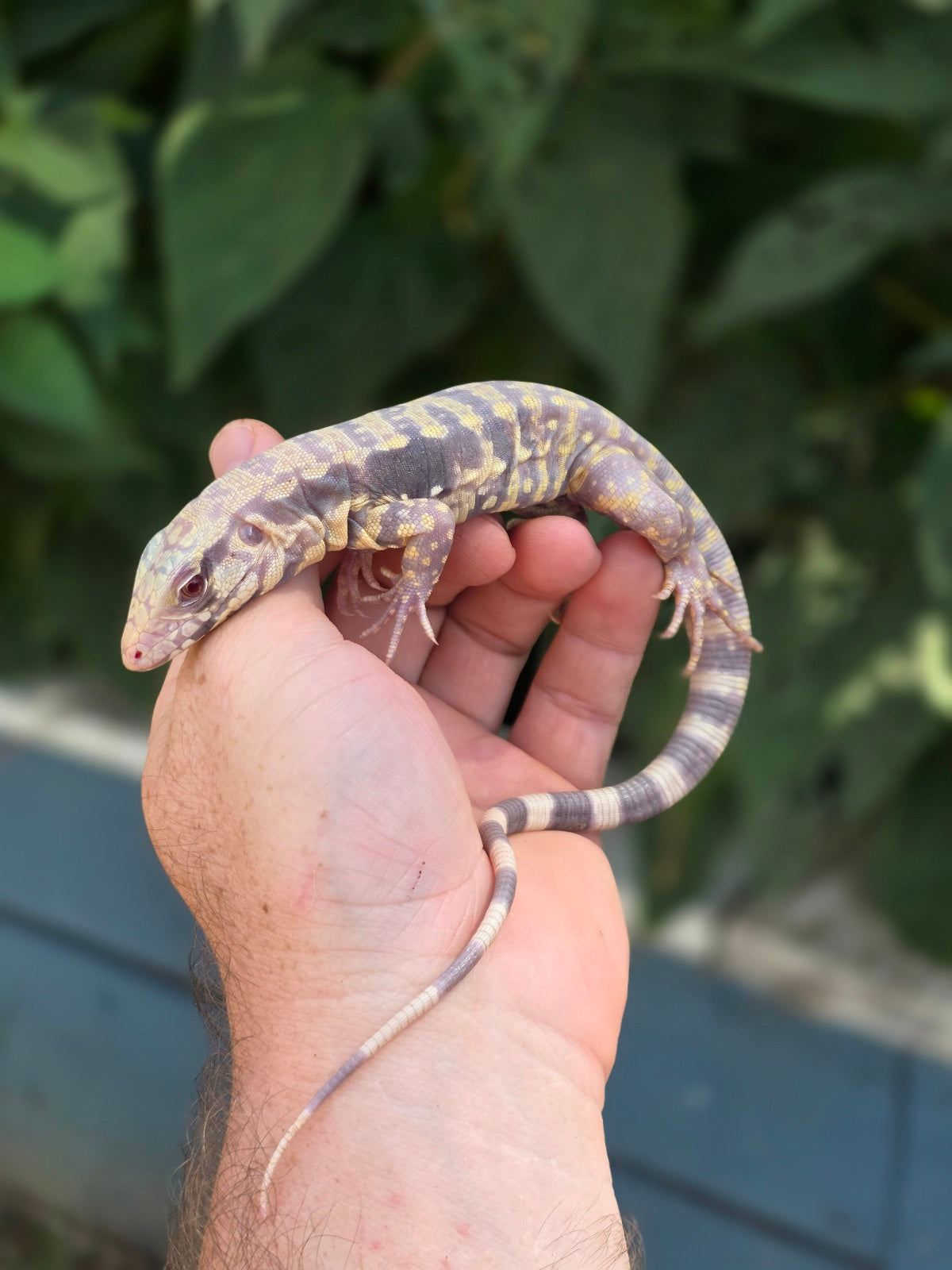 Male Blue Albino Tegu- Tsunami x Luna