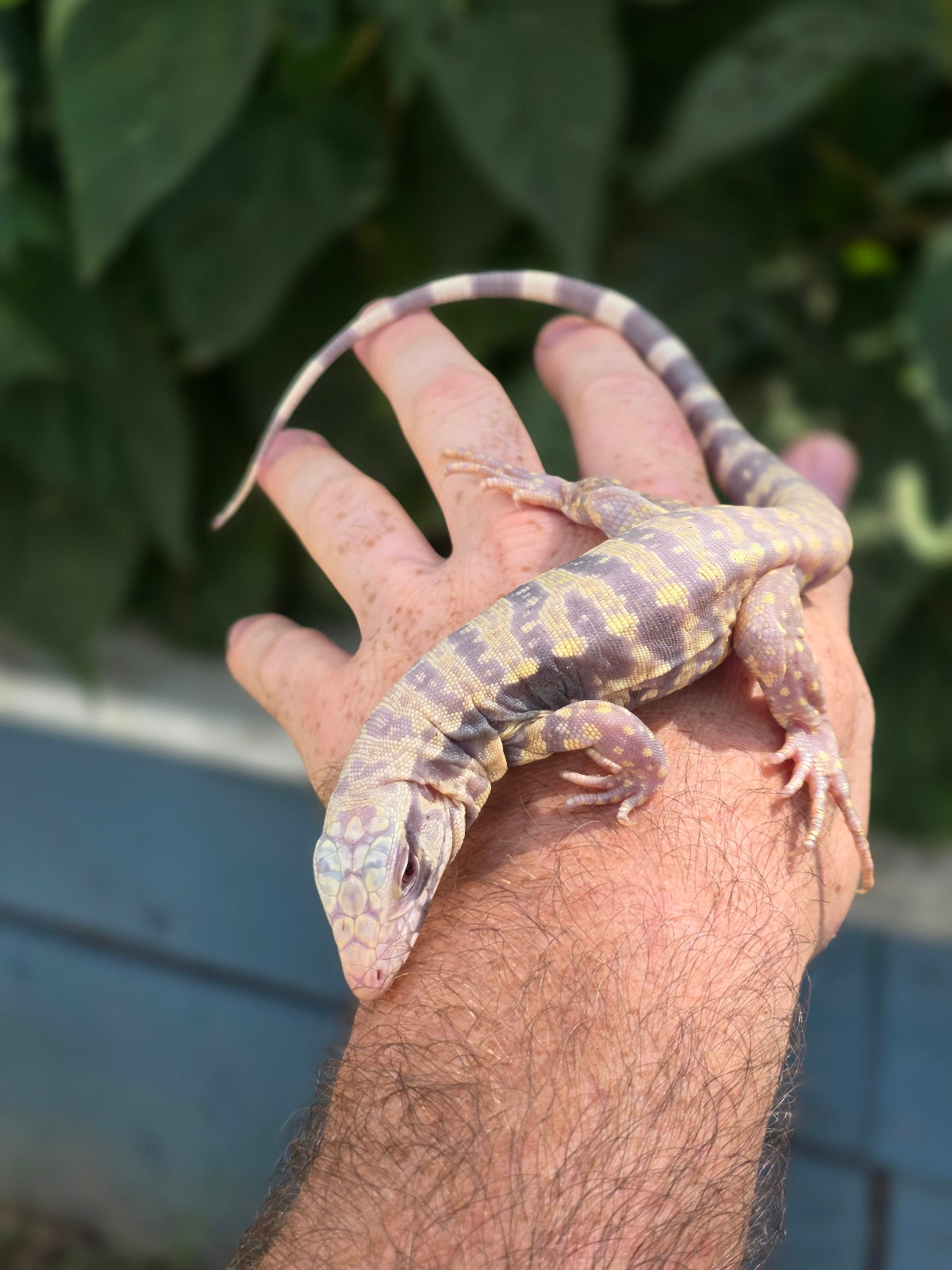 Male Blue Albino Tegu- Tsunami x Luna