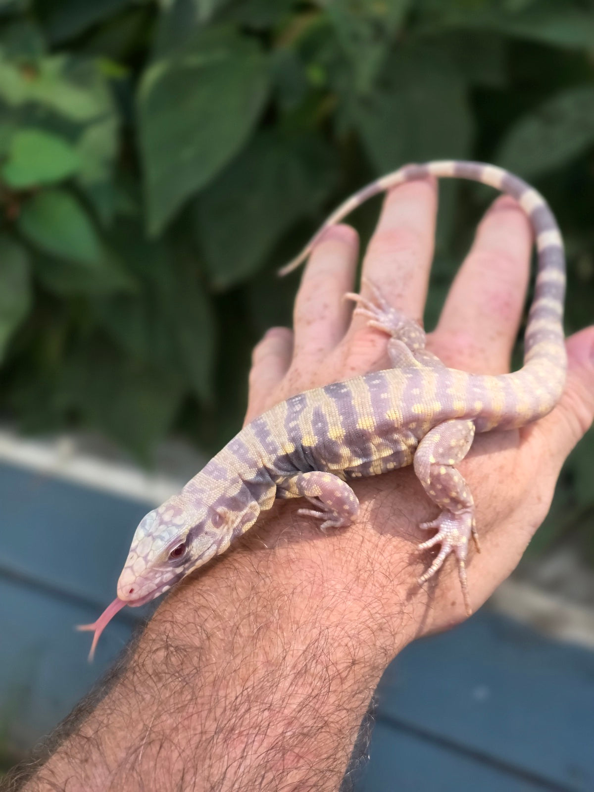 Male Blue Albino Tegu- Tsunami x Luna