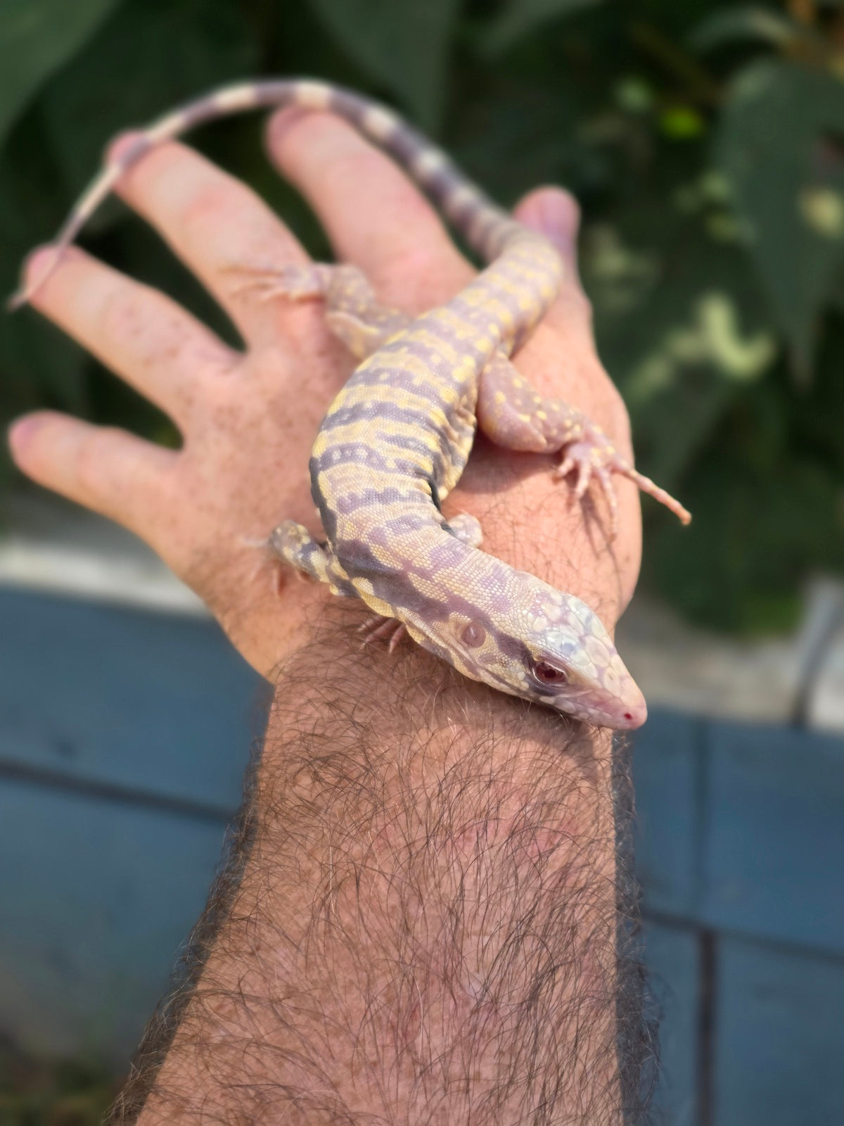 Male Blue Albino Tegu- Tsunami x Luna