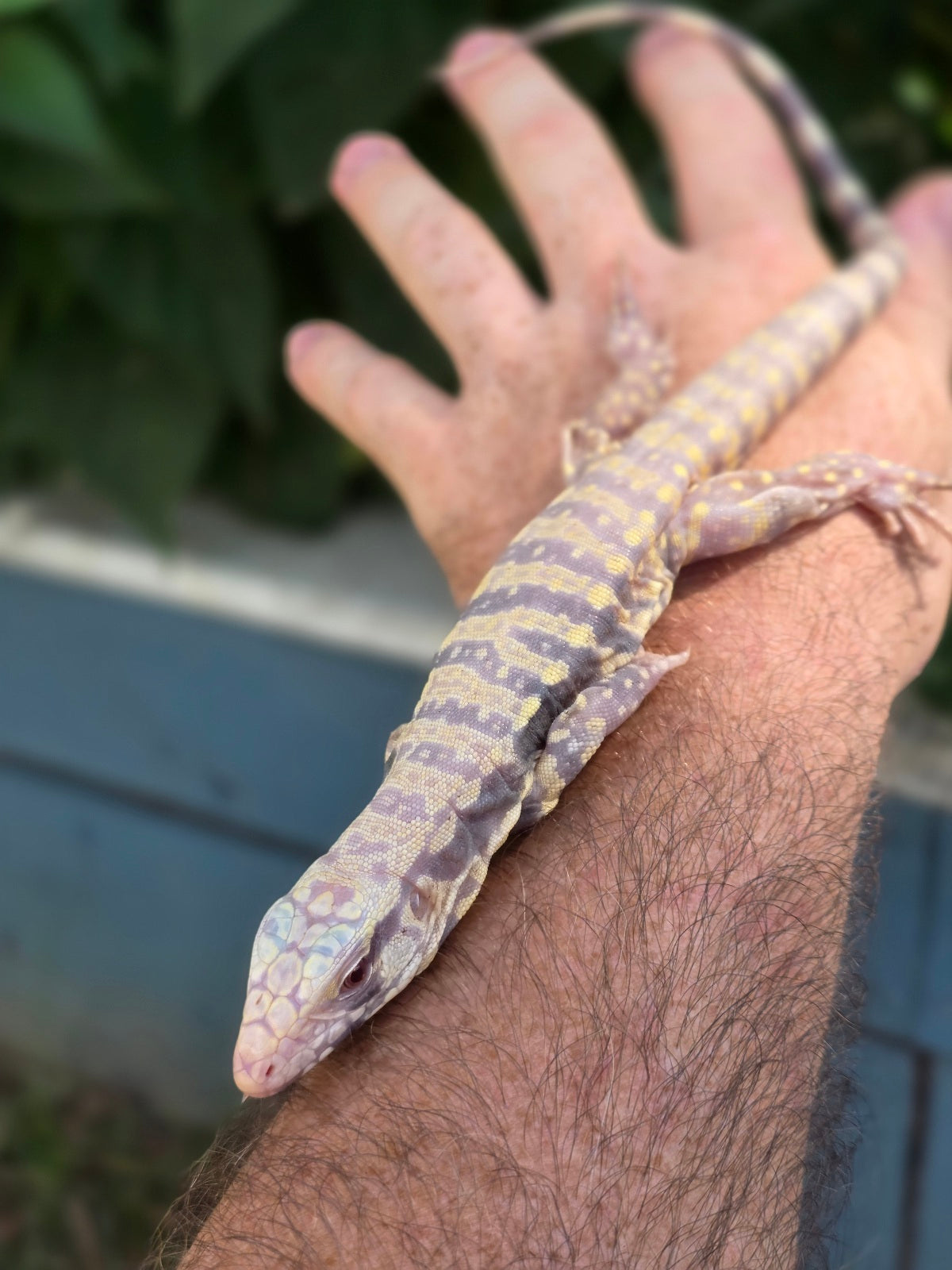Male Blue Albino Tegu- Tsunami x Luna