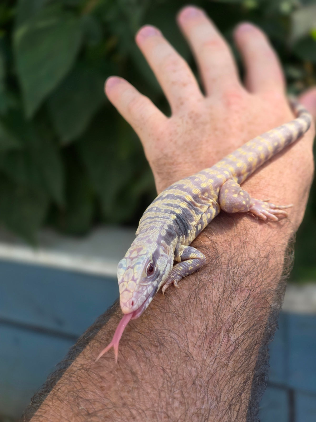 Male Blue Albino Tegu- Tsunami x Luna