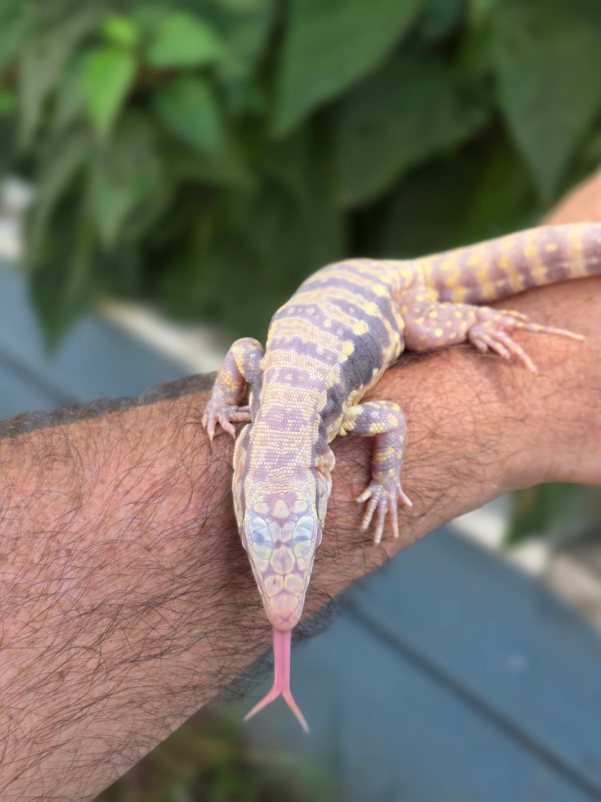 Male Blue Albino Tegu- Tsunami x Luna