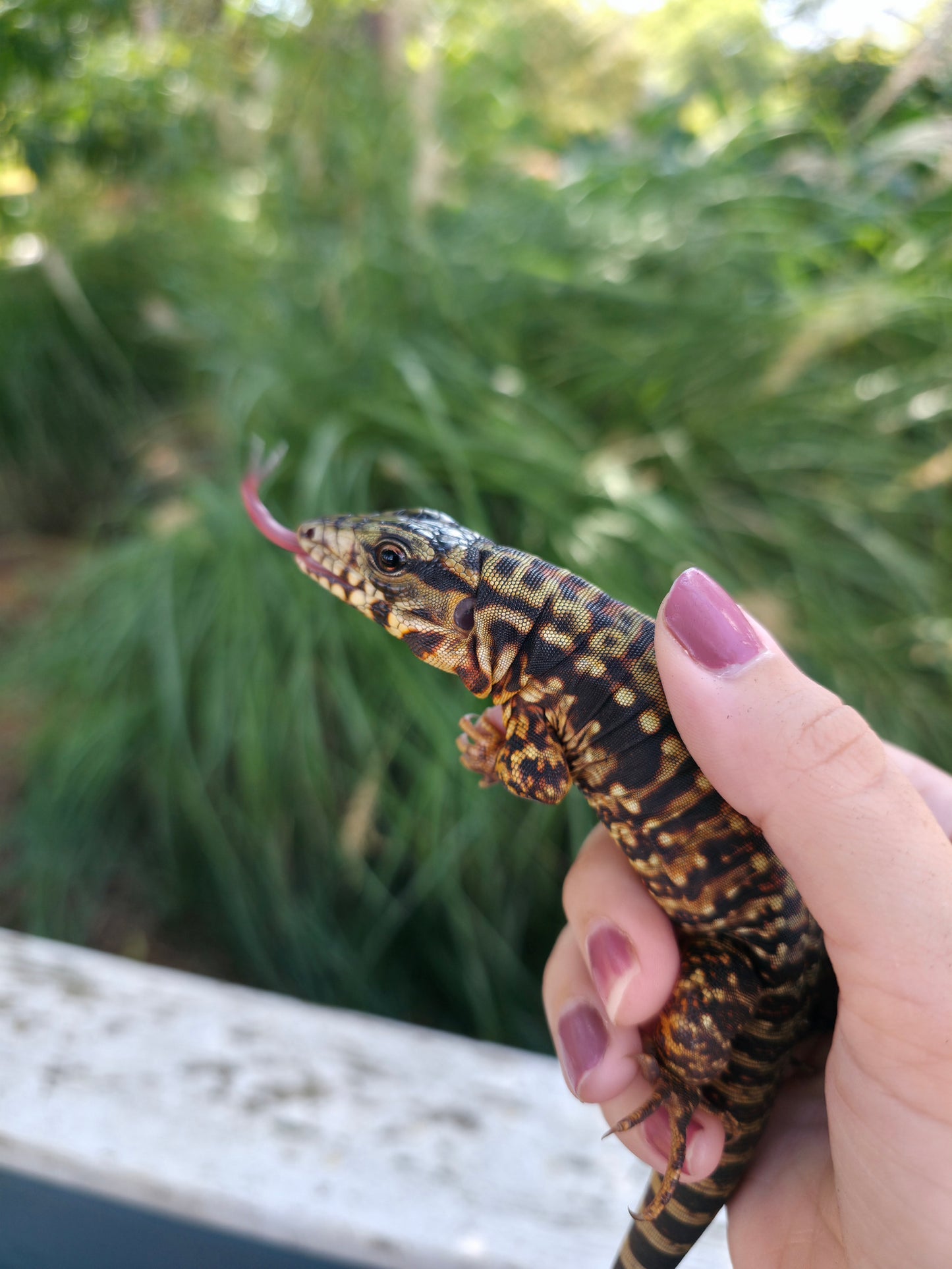 Tribrid Female Tegu- Rajah x Trinity