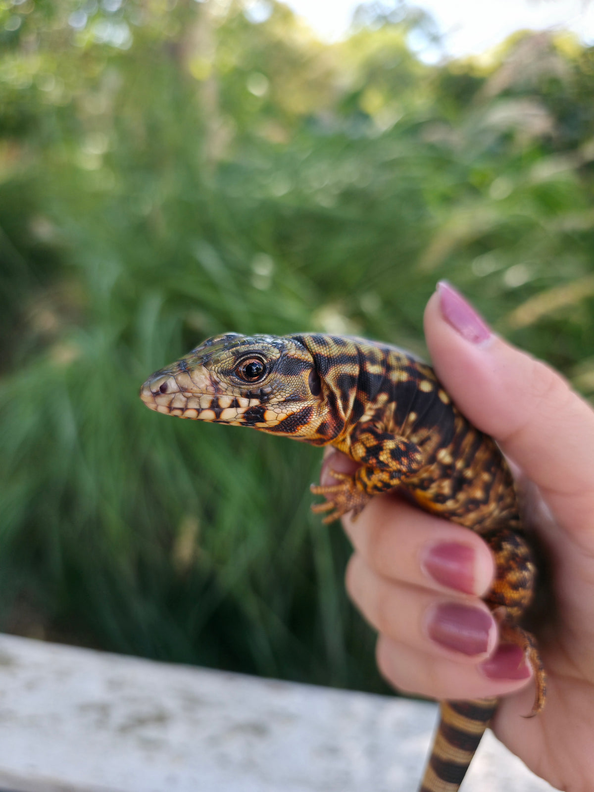 Tribrid Female Tegu- Rajah x Trinity