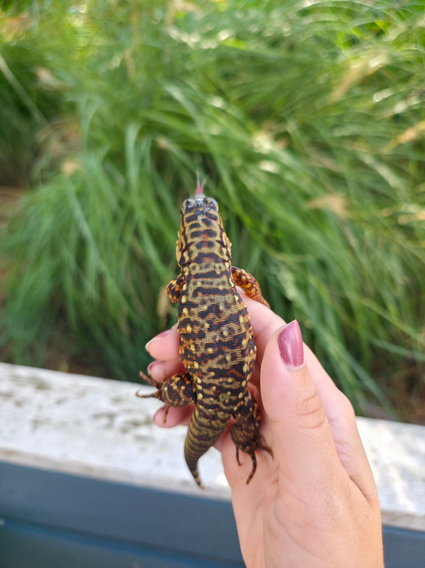 Tribrid Female Tegu- Rajah x Trinity