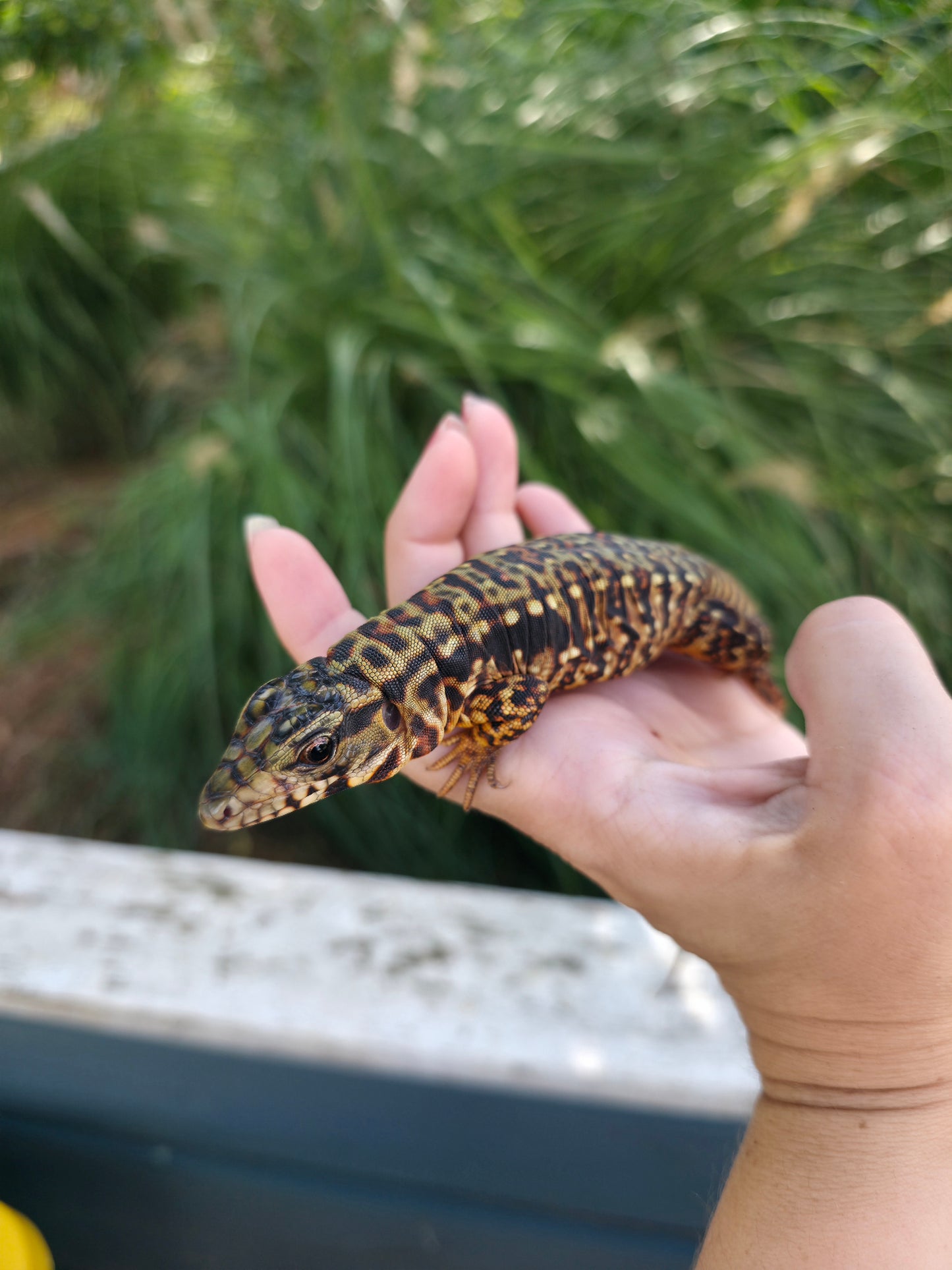 Tribrid Female Tegu- Rajah x Trinity