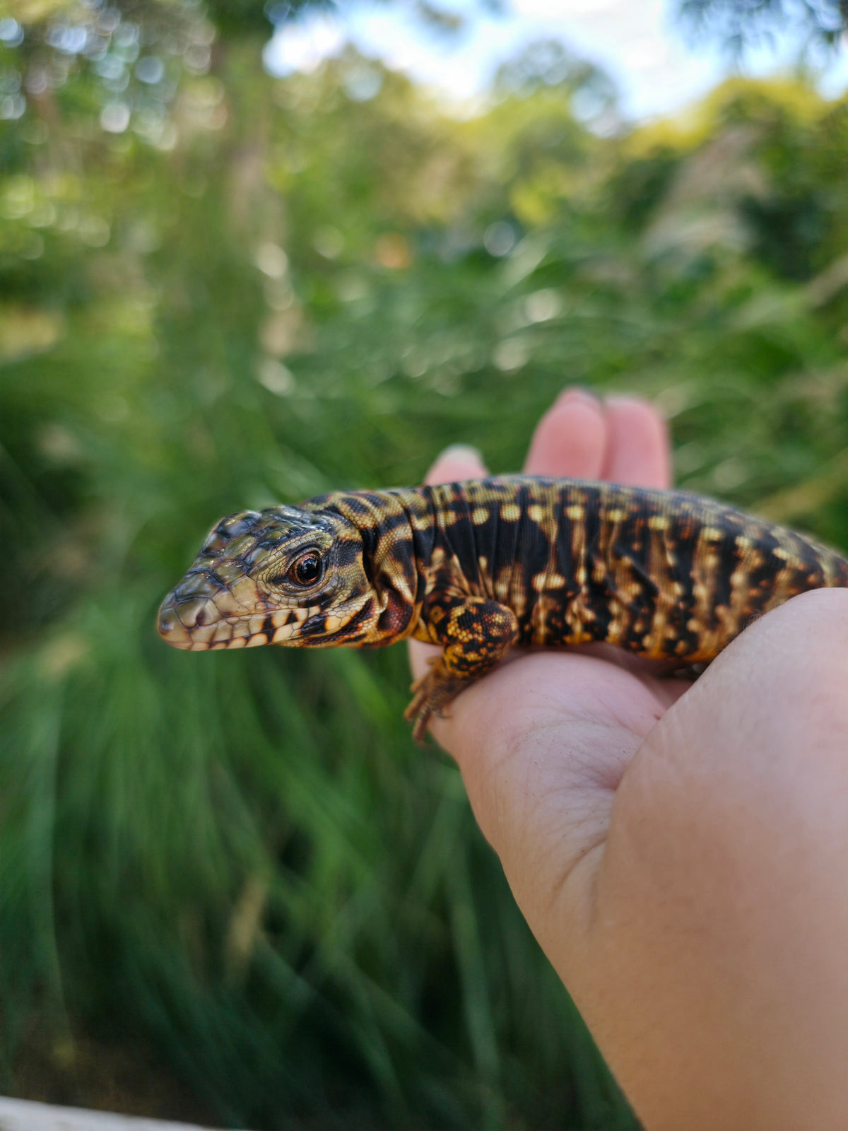 Tribrid Female Tegu- Rajah x Trinity