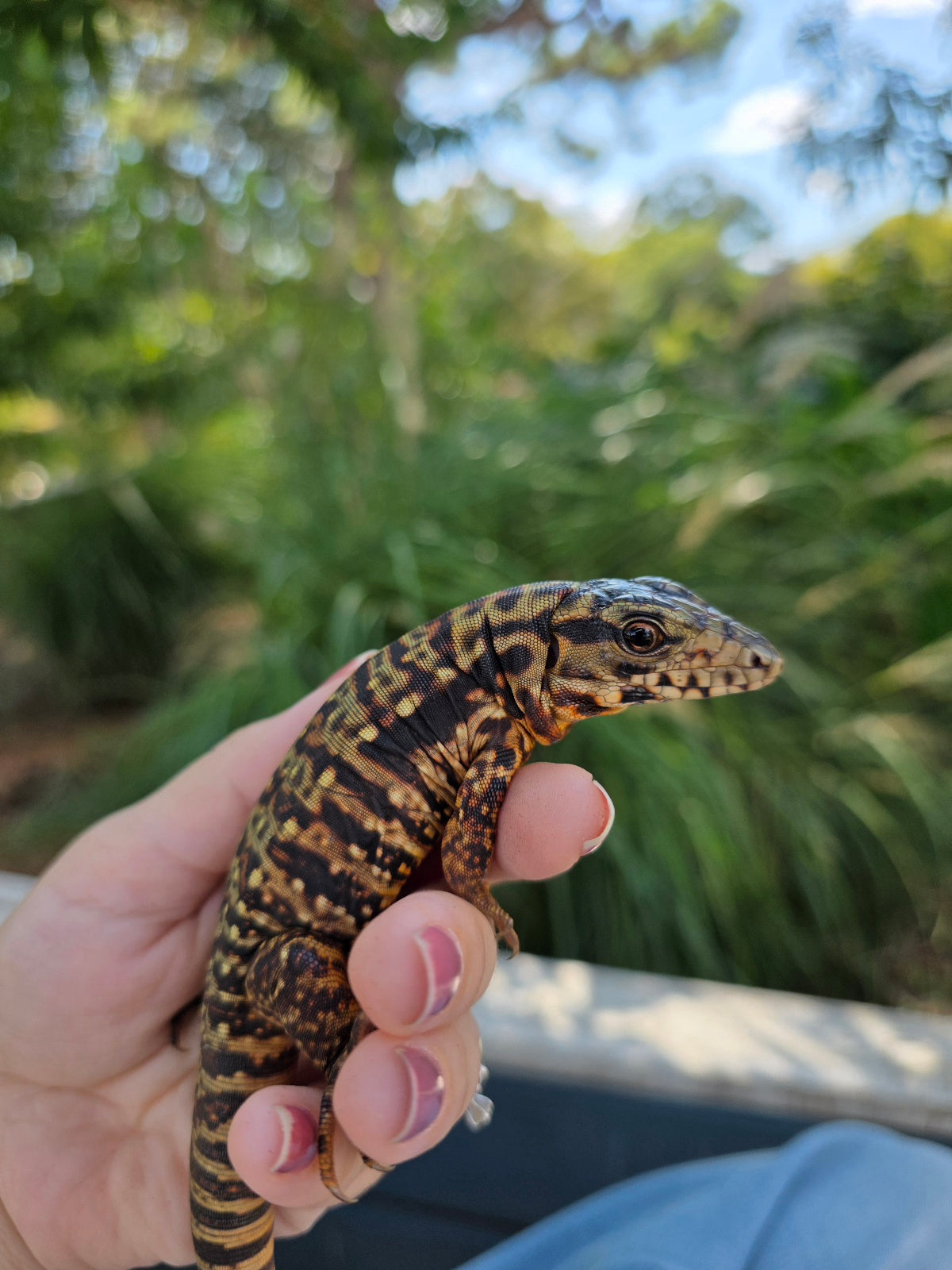 Tribrid Female Tegu- Rajah x Trinity