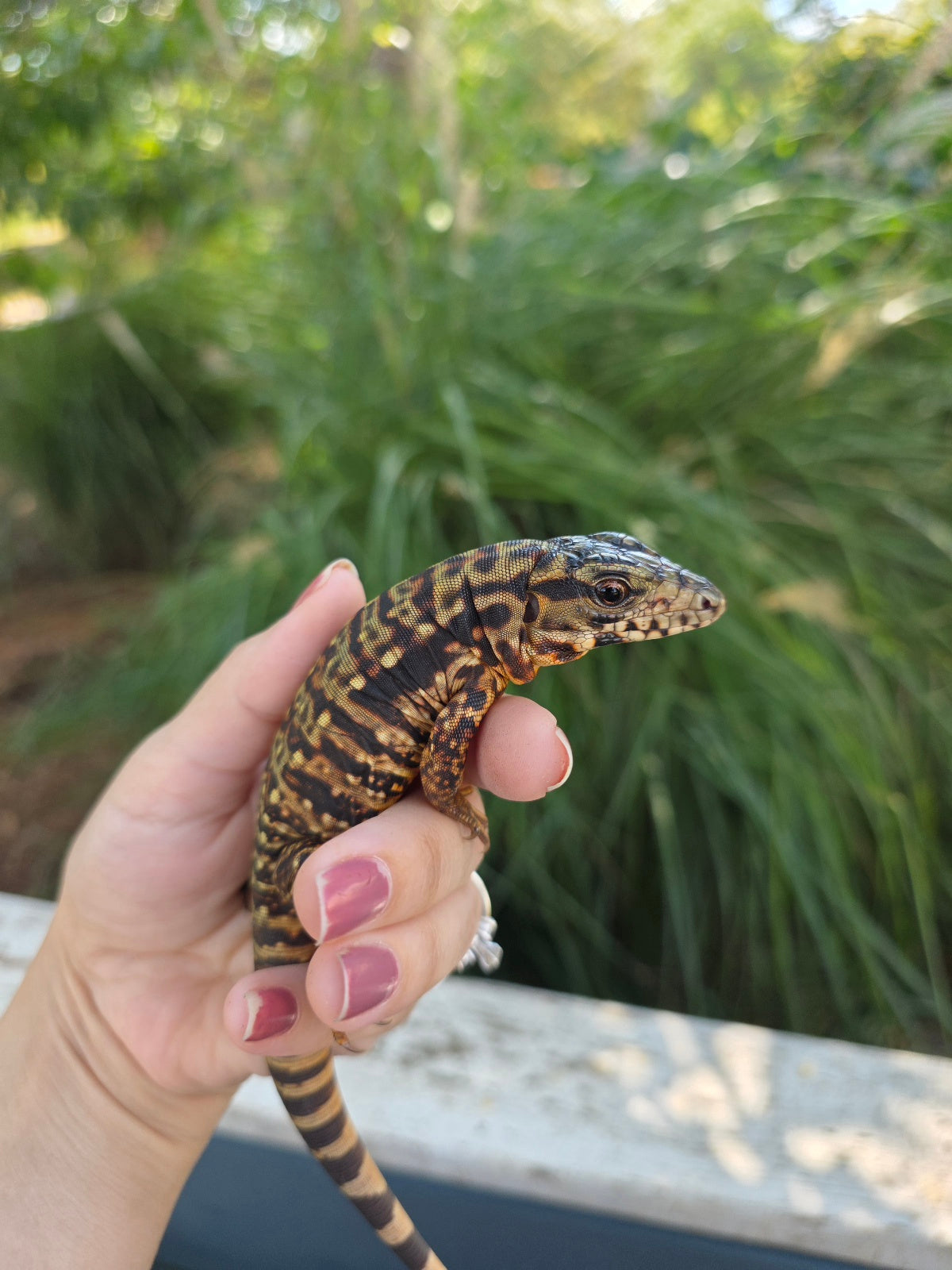 Tribrid Female Tegu- Rajah x Trinity