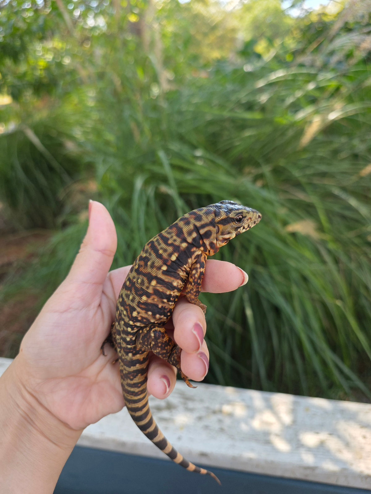 Tribrid Female Tegu- Rajah x Trinity
