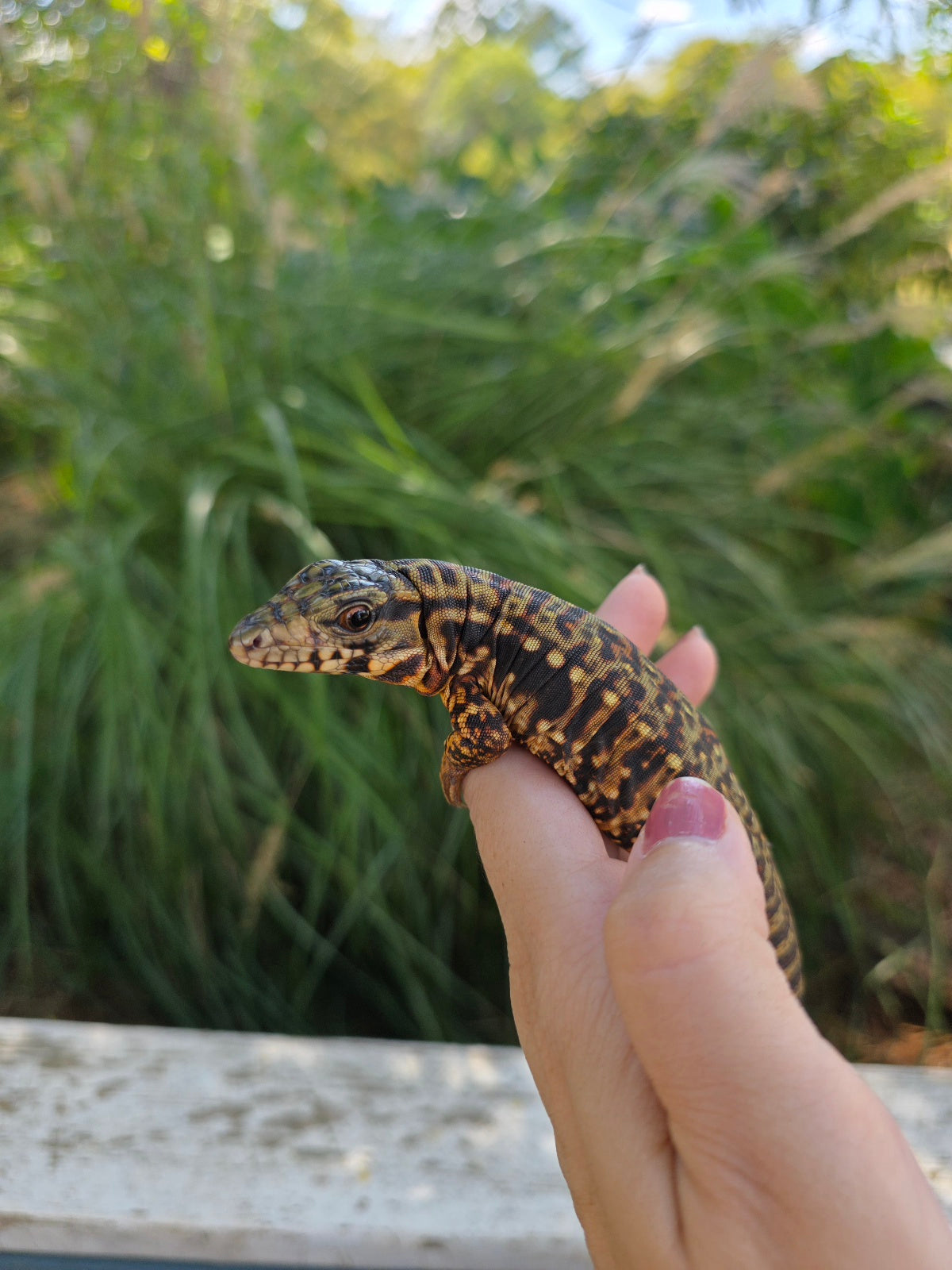 Tribrid Female Tegu- Rajah x Trinity