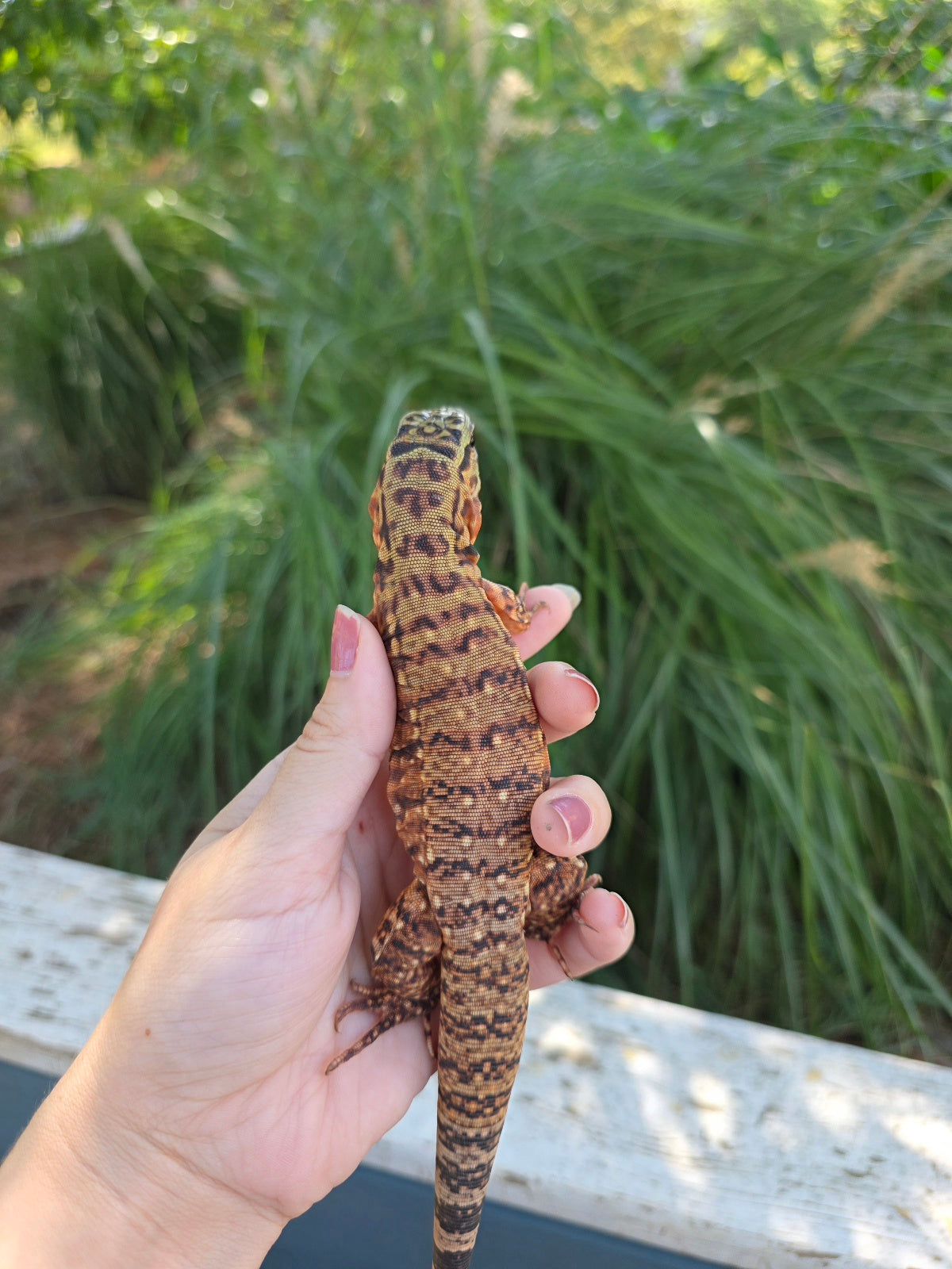 Tribrid Female Tegu- Rajah x Trinity