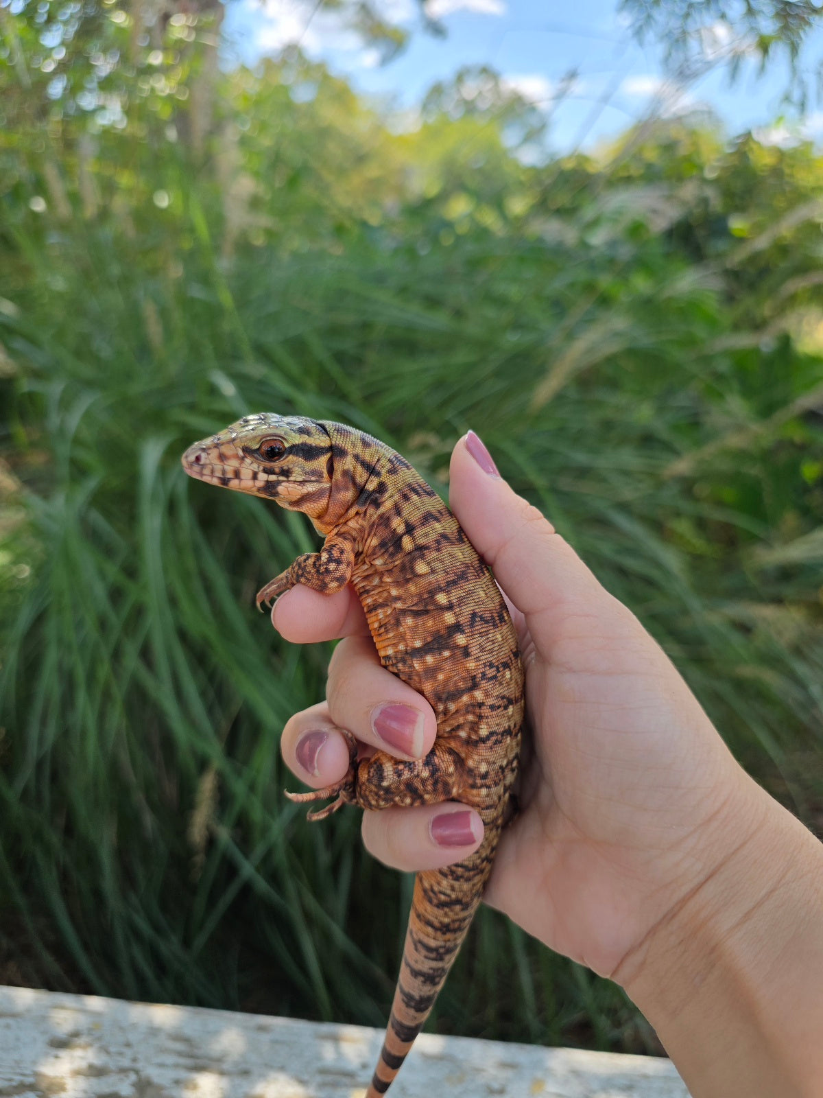 Tribrid Female Tegu- Rajah x Trinity